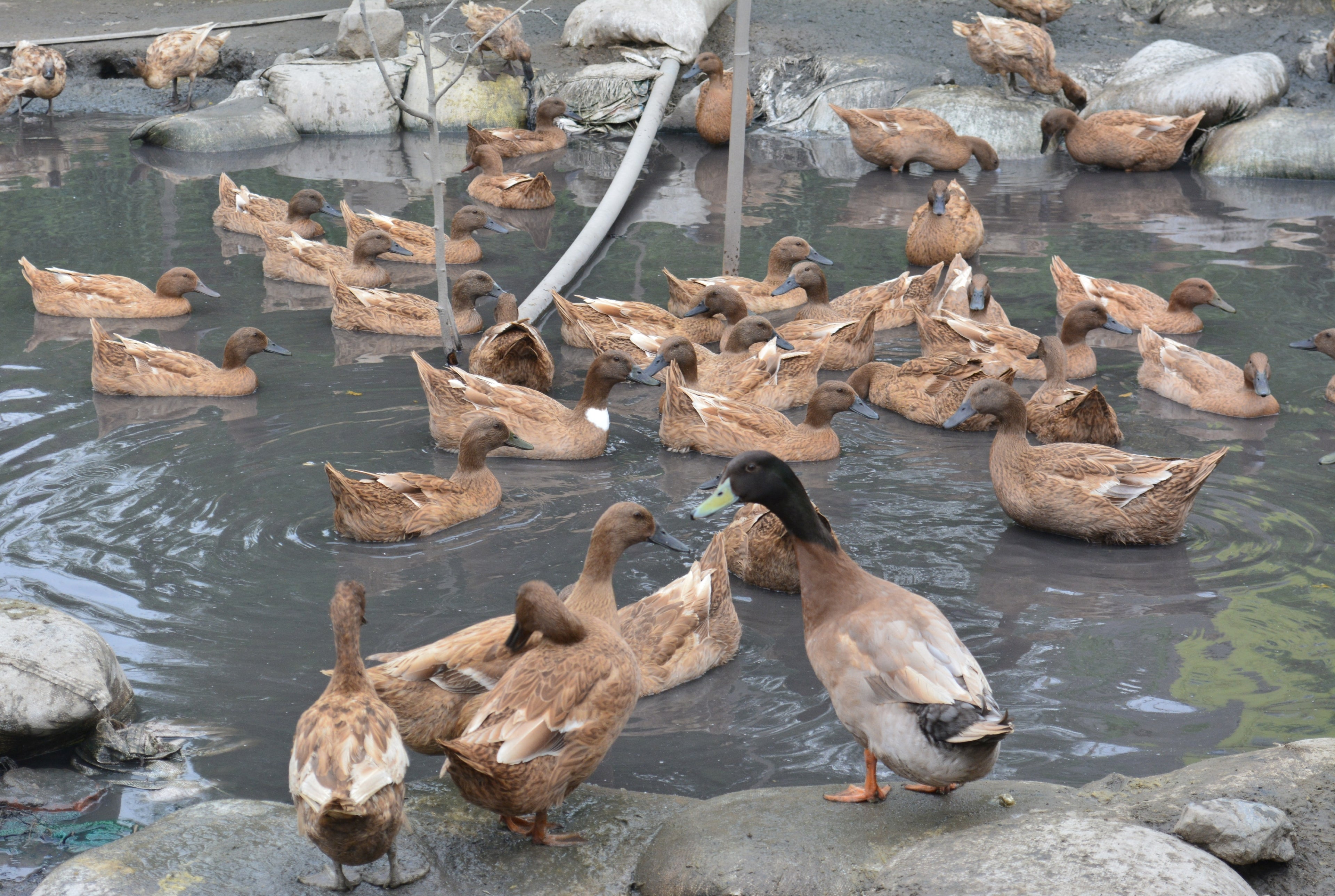 KHAKI CAMPBELL DUCK
