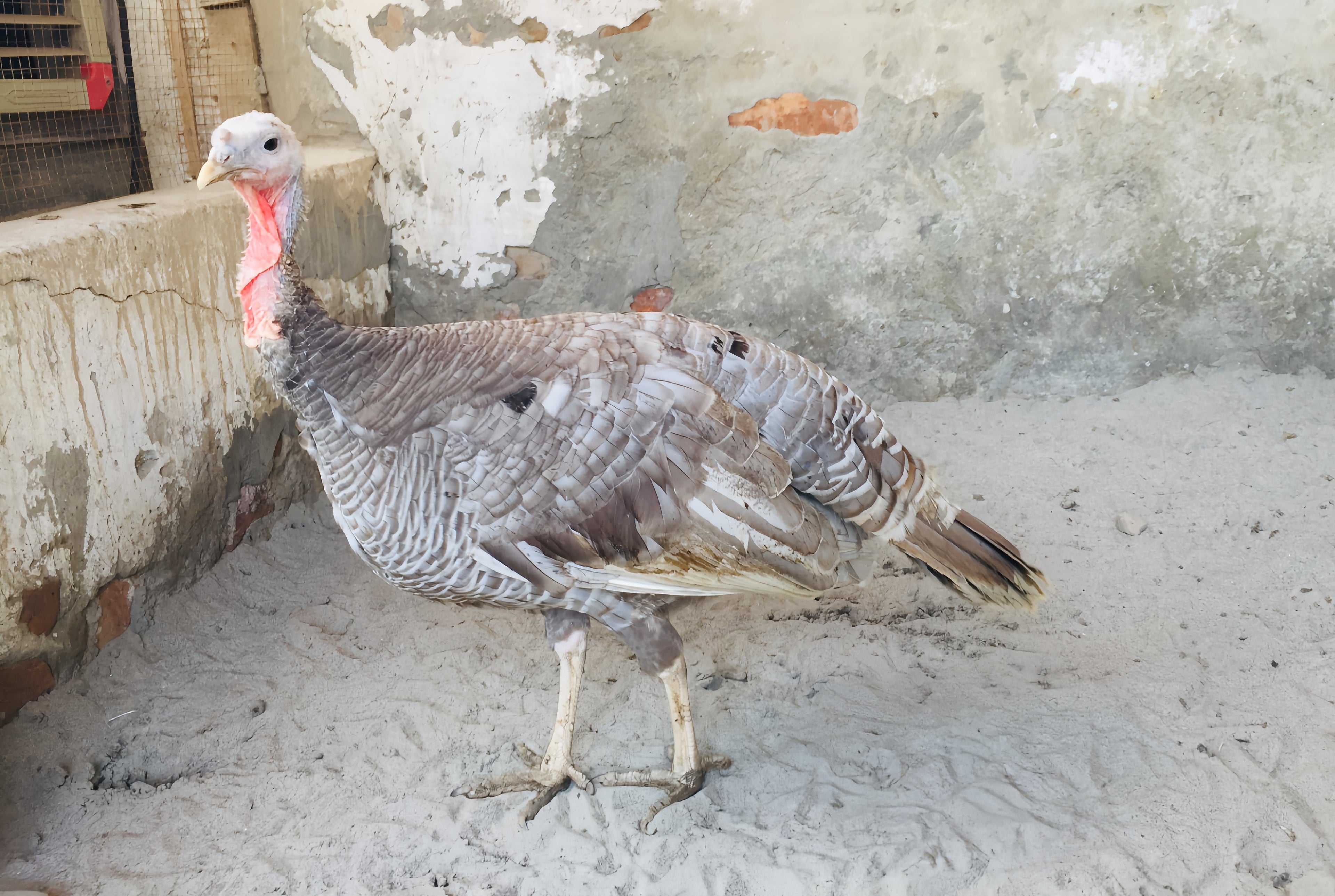 BLUE SLATE TURKEY SR