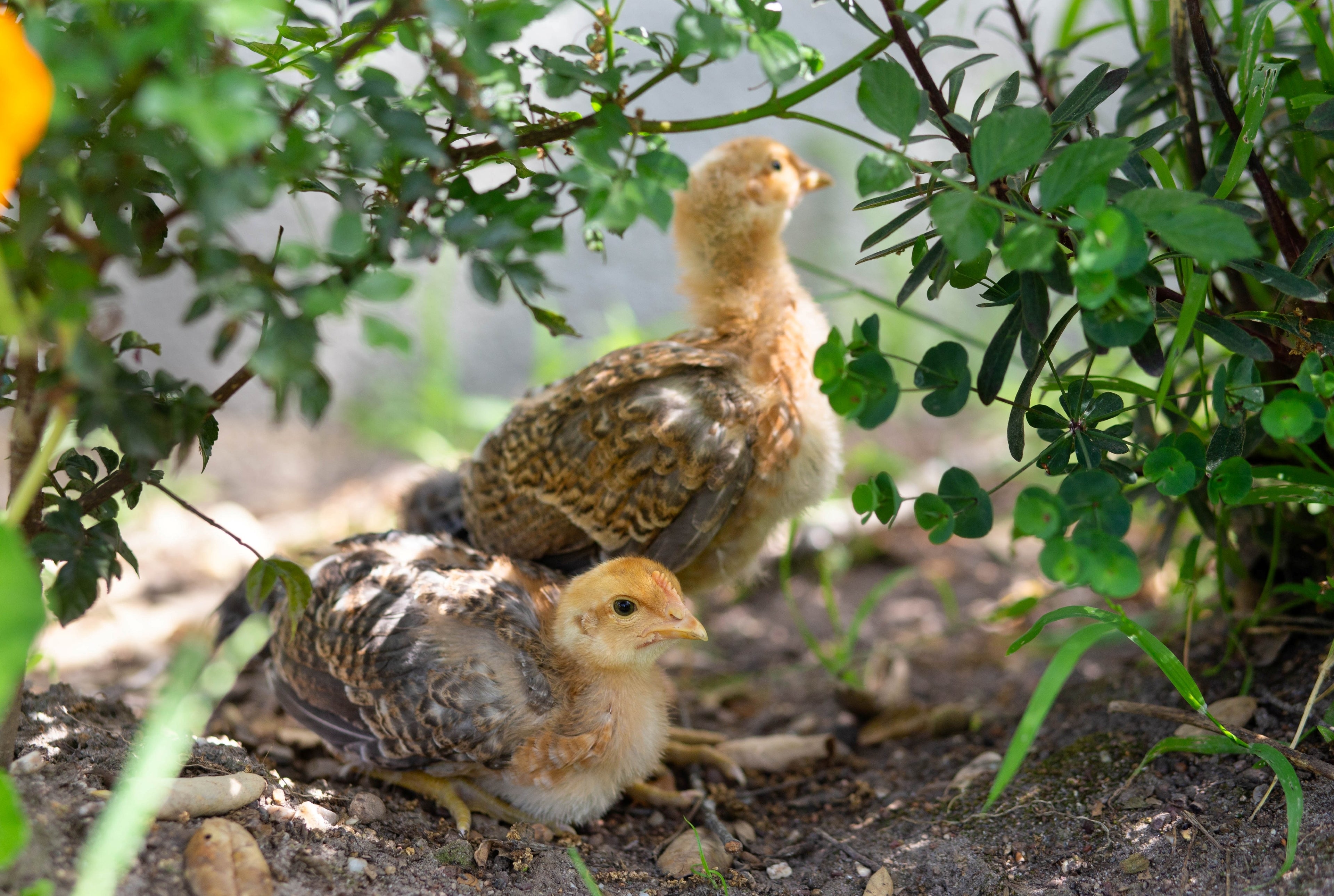 WELBAR PULLET