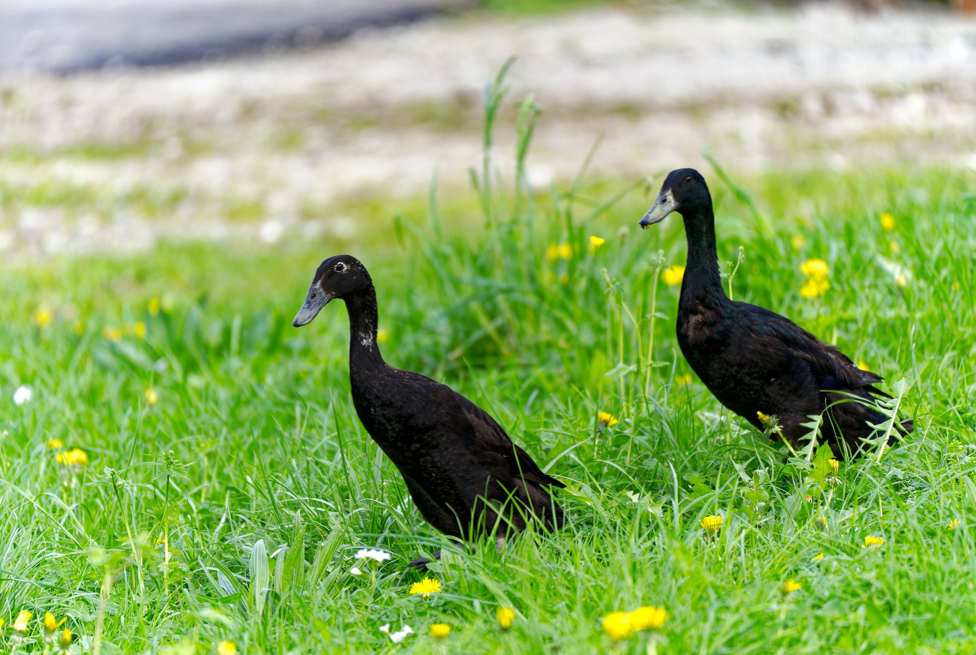 BLACK RUNNER DUCK