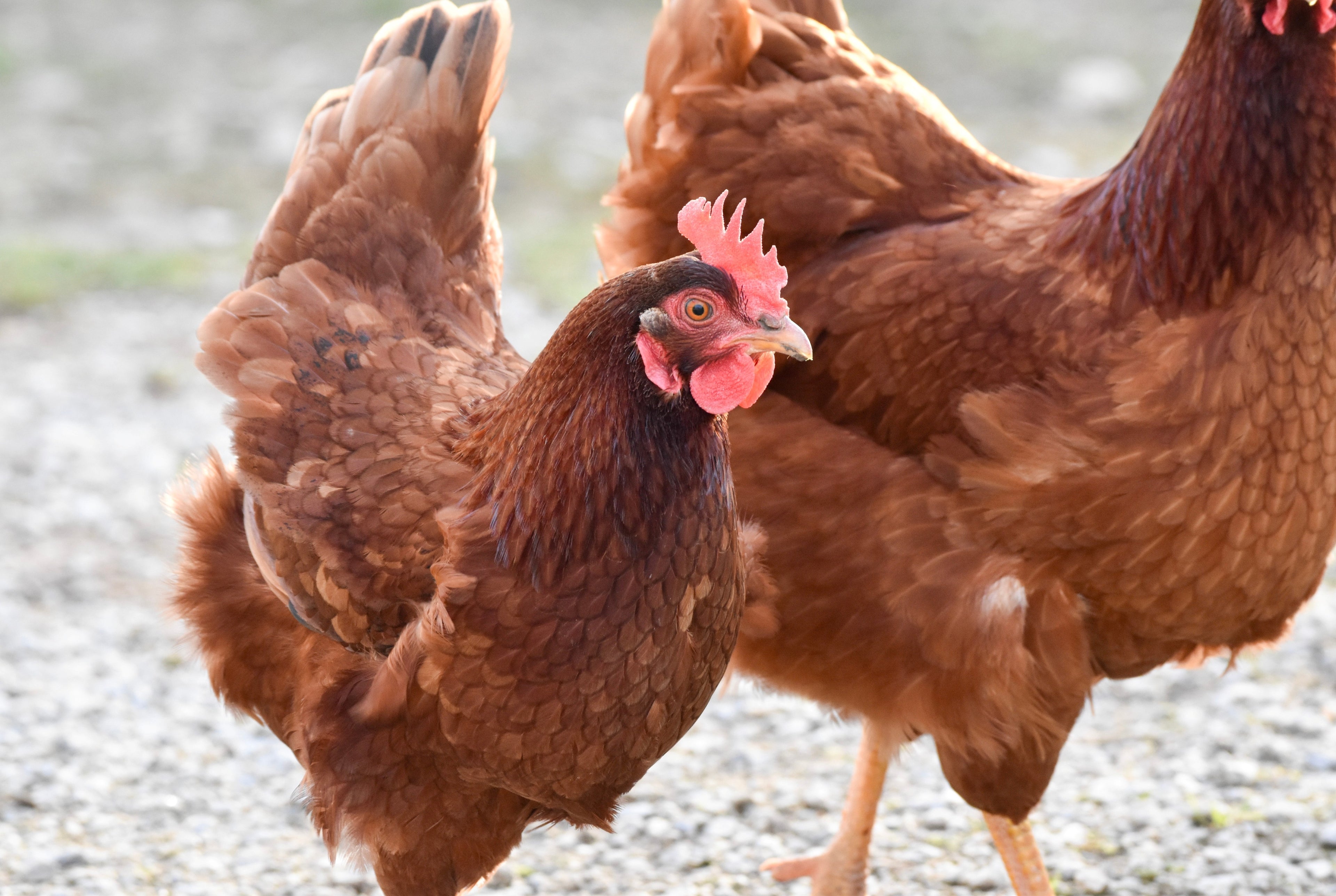 RHODE ISLAND RED MALES