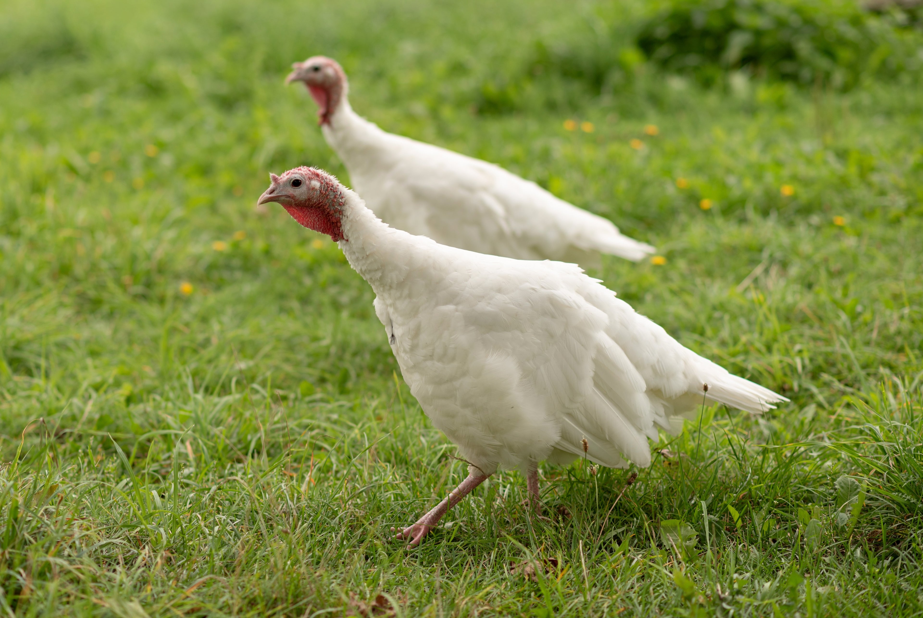 MIDGET WHITE TURKEY SR