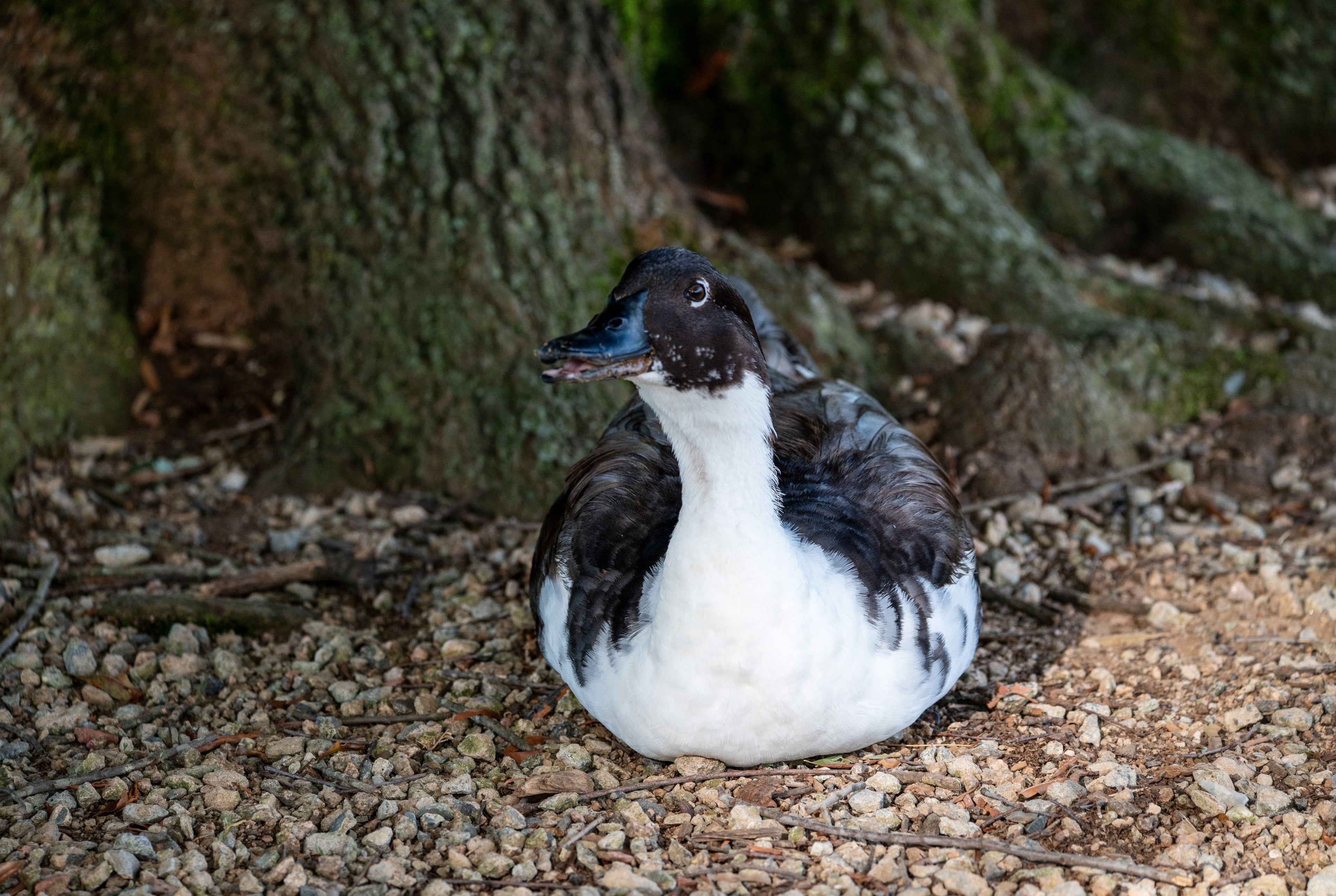BLACK SWEDISH DUCK