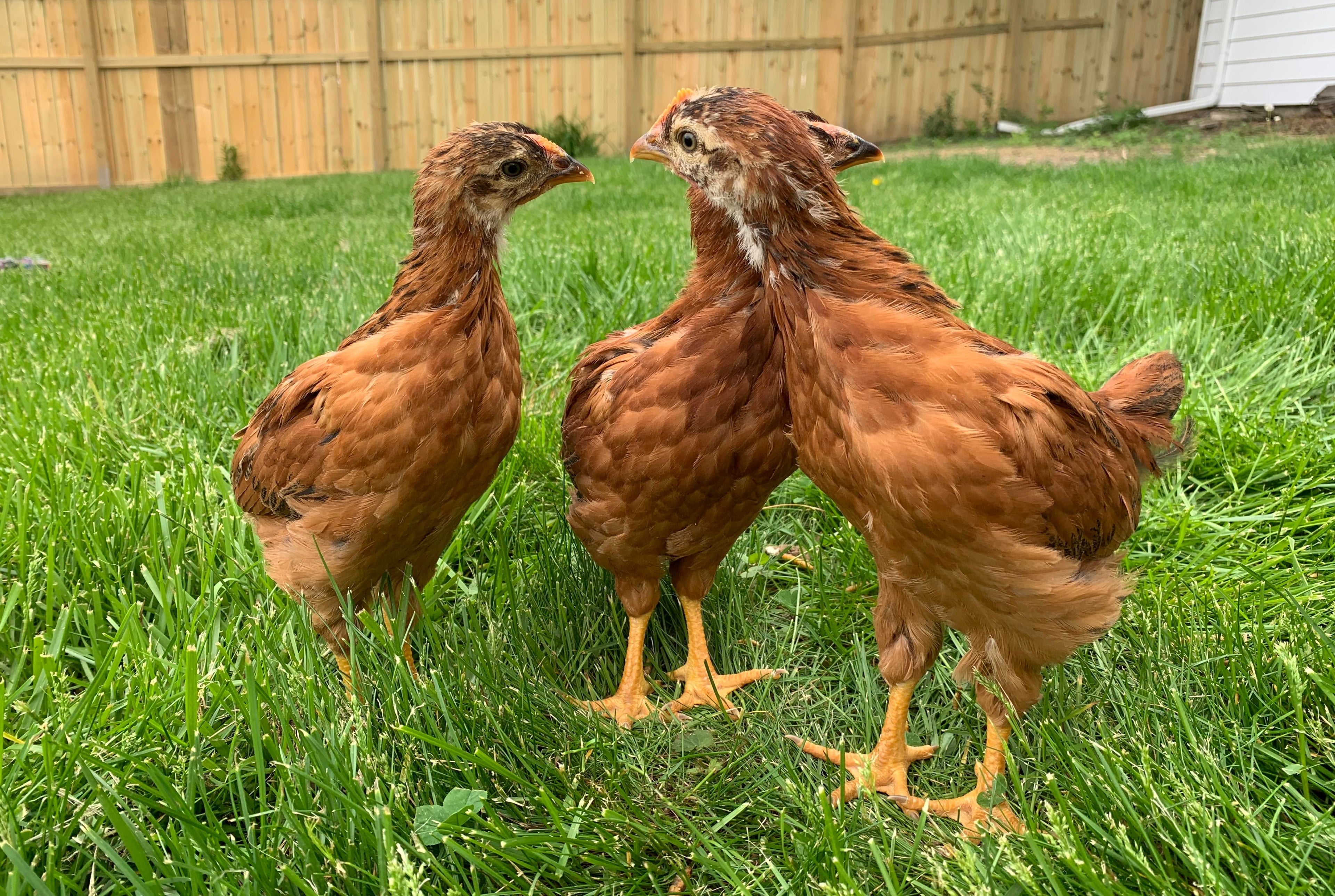 CINNAMON QUEEN PULLET