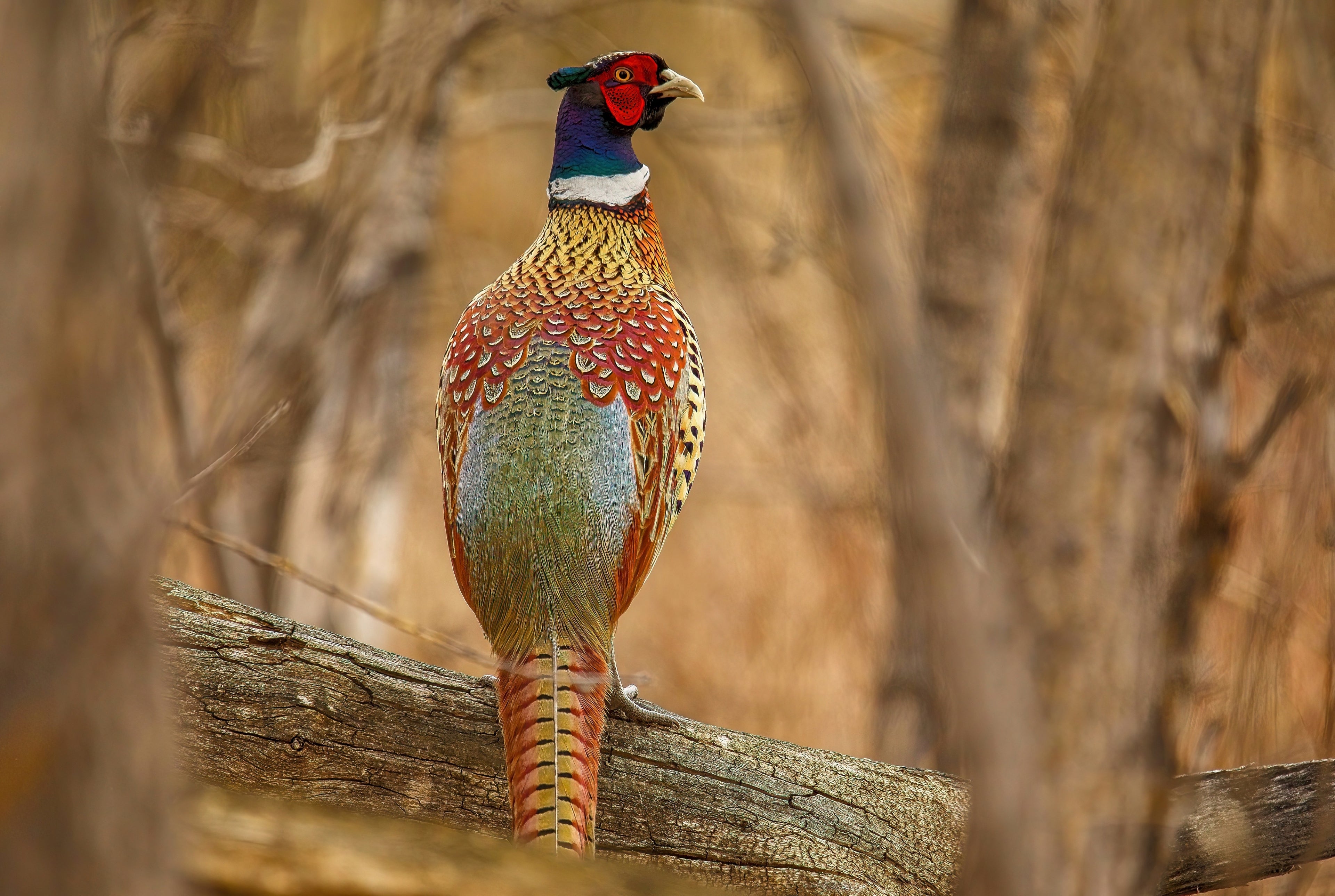 CHINESE RINGNECK PHEASANT- Last Available 7/6/26