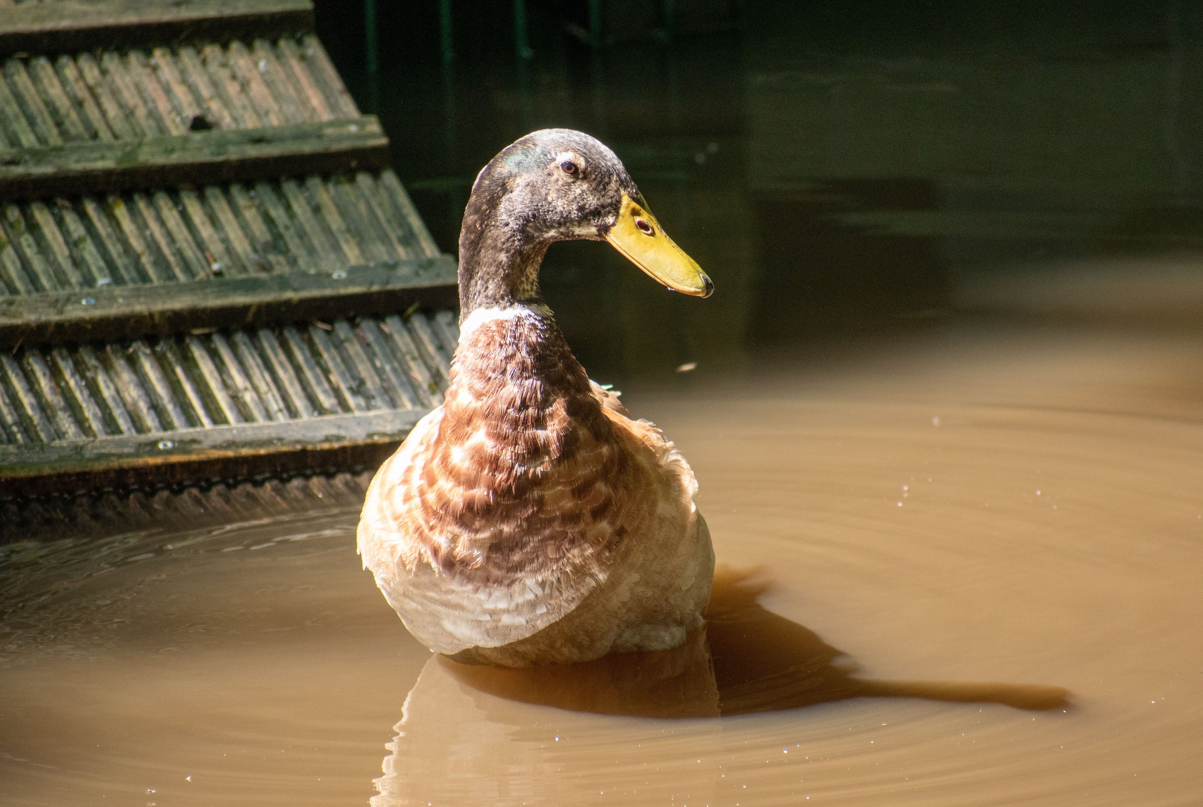 SAXONY DUCK