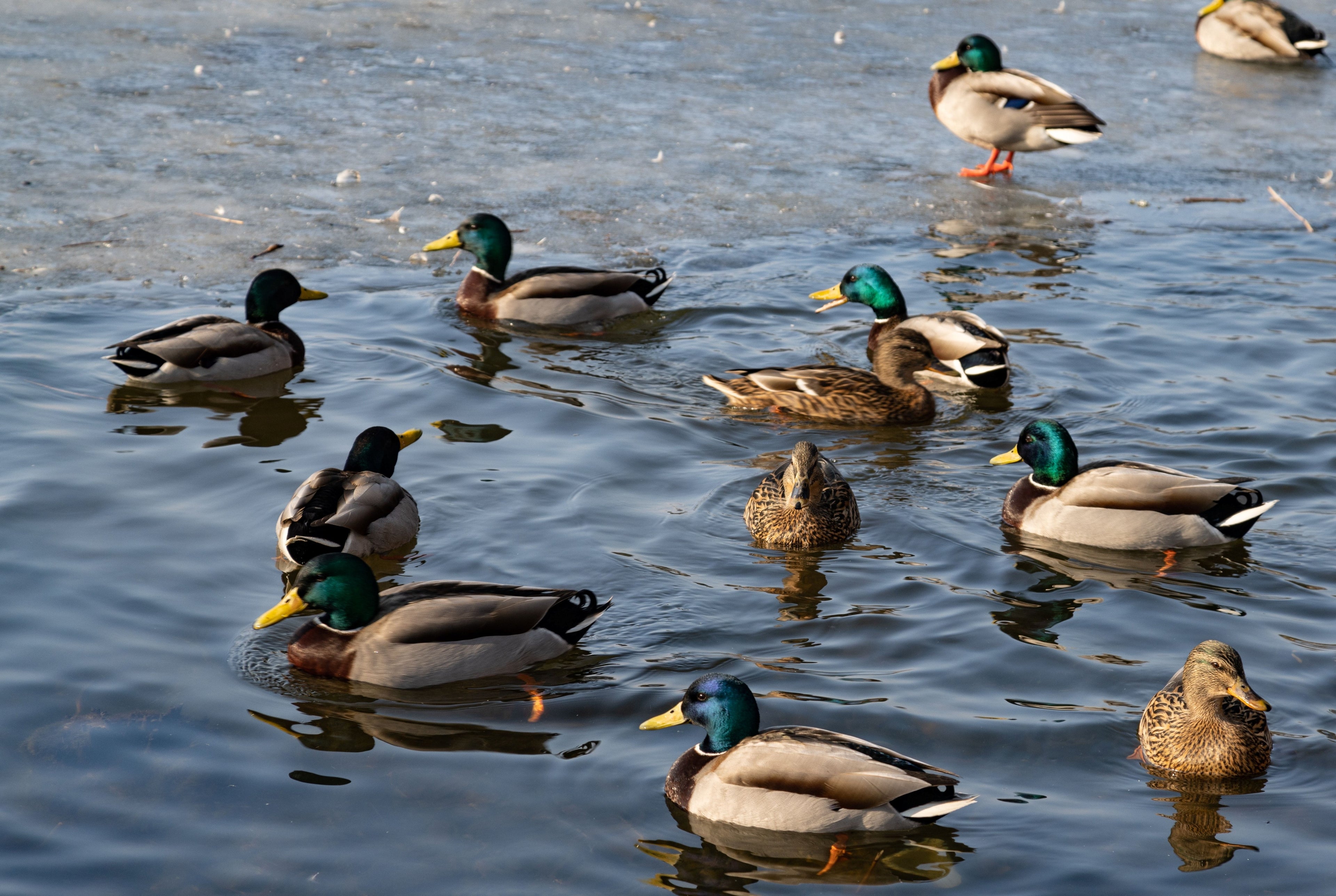 MALLARD DUCK