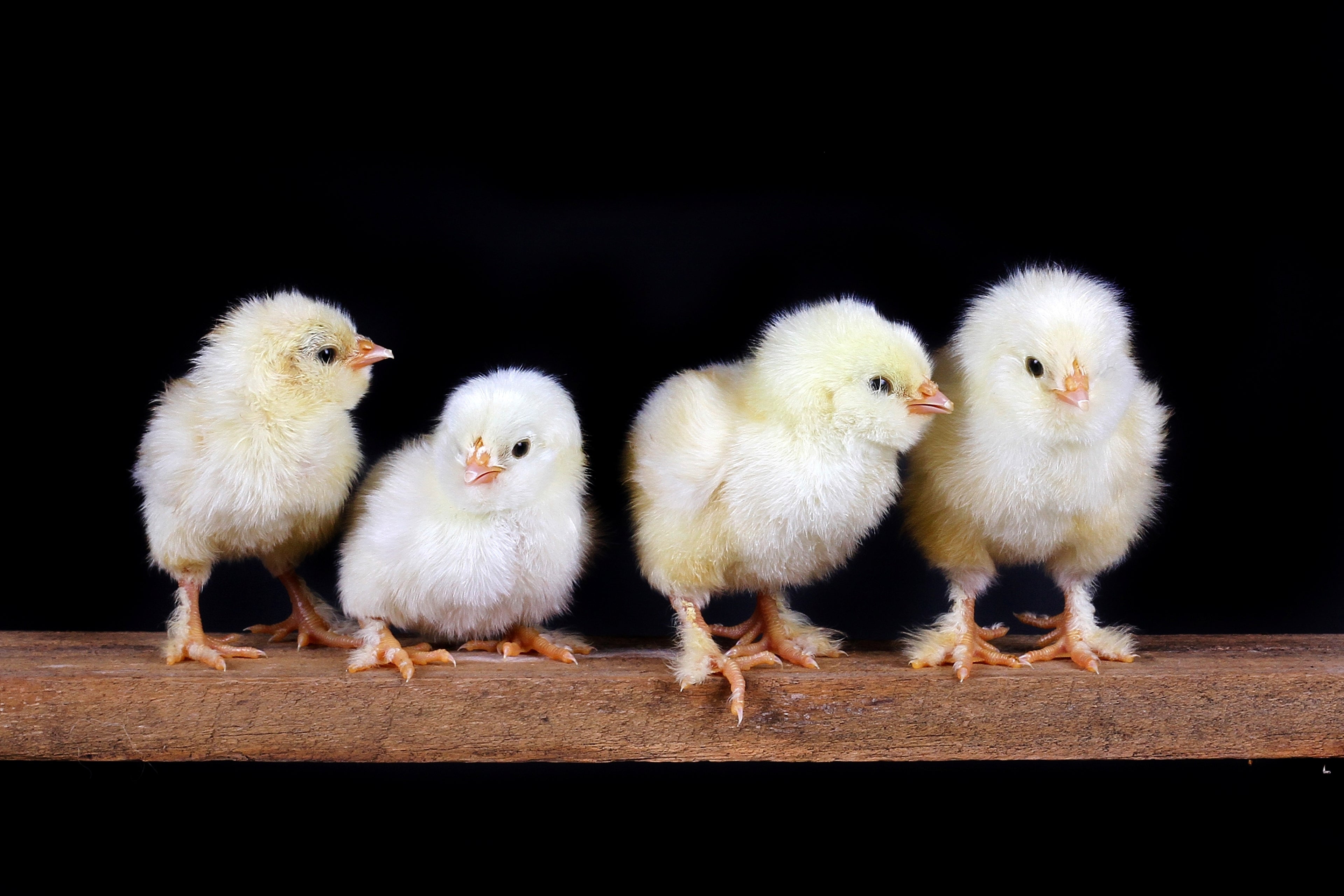 SALMON FAVEROLLE MALE