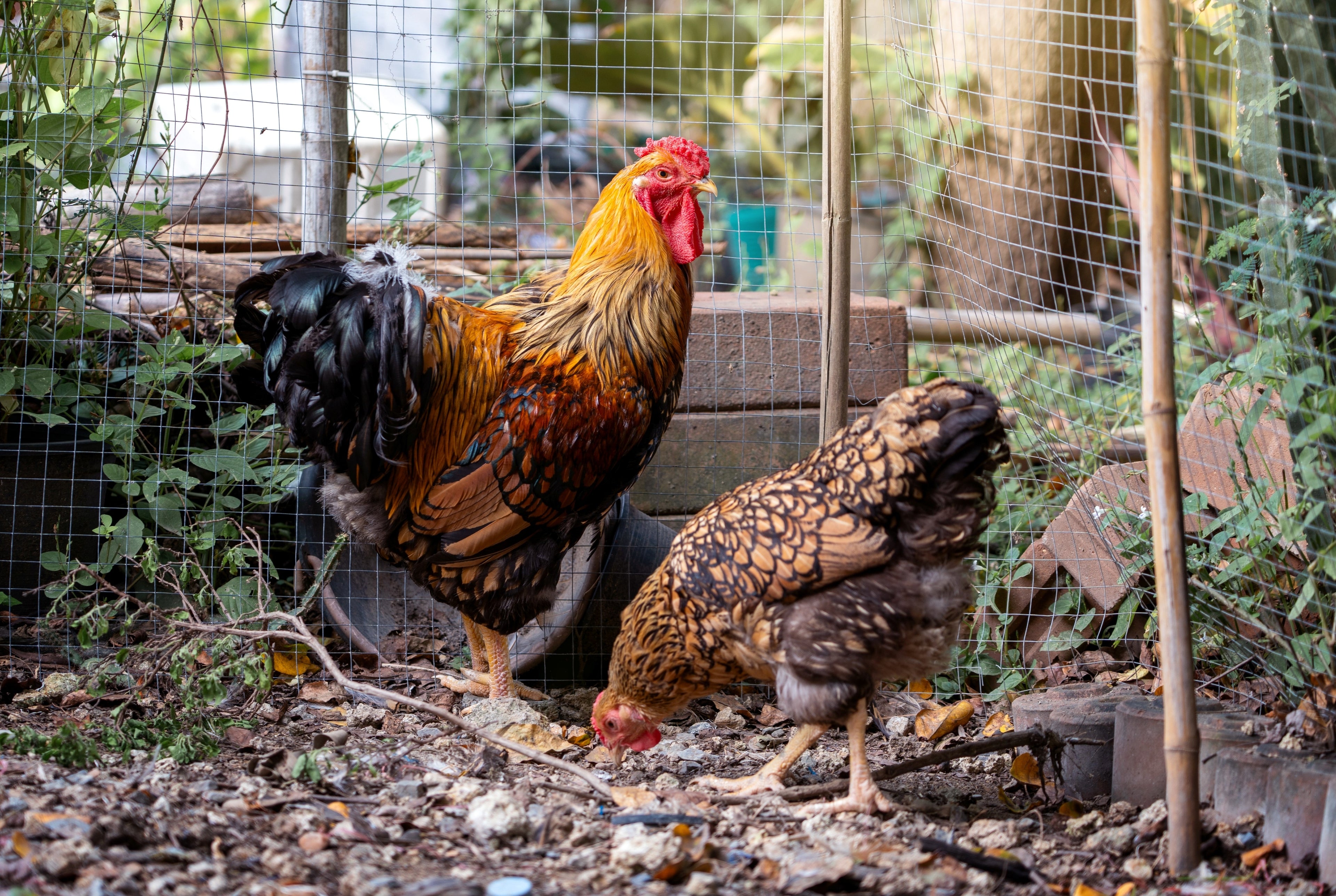 GOLD LACED WYANDOTTE SR