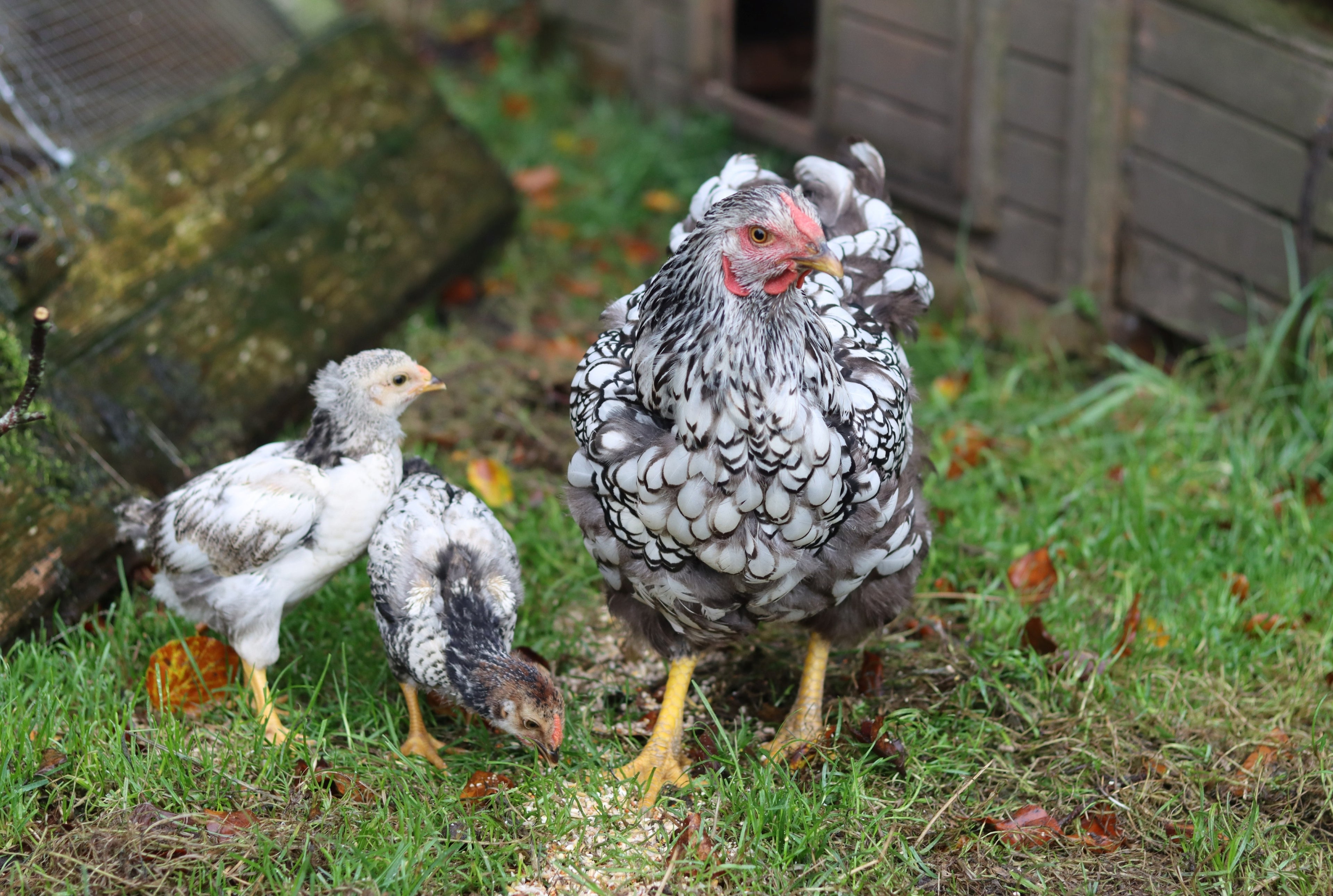 SILVER LACED WYANDOTTE MALE