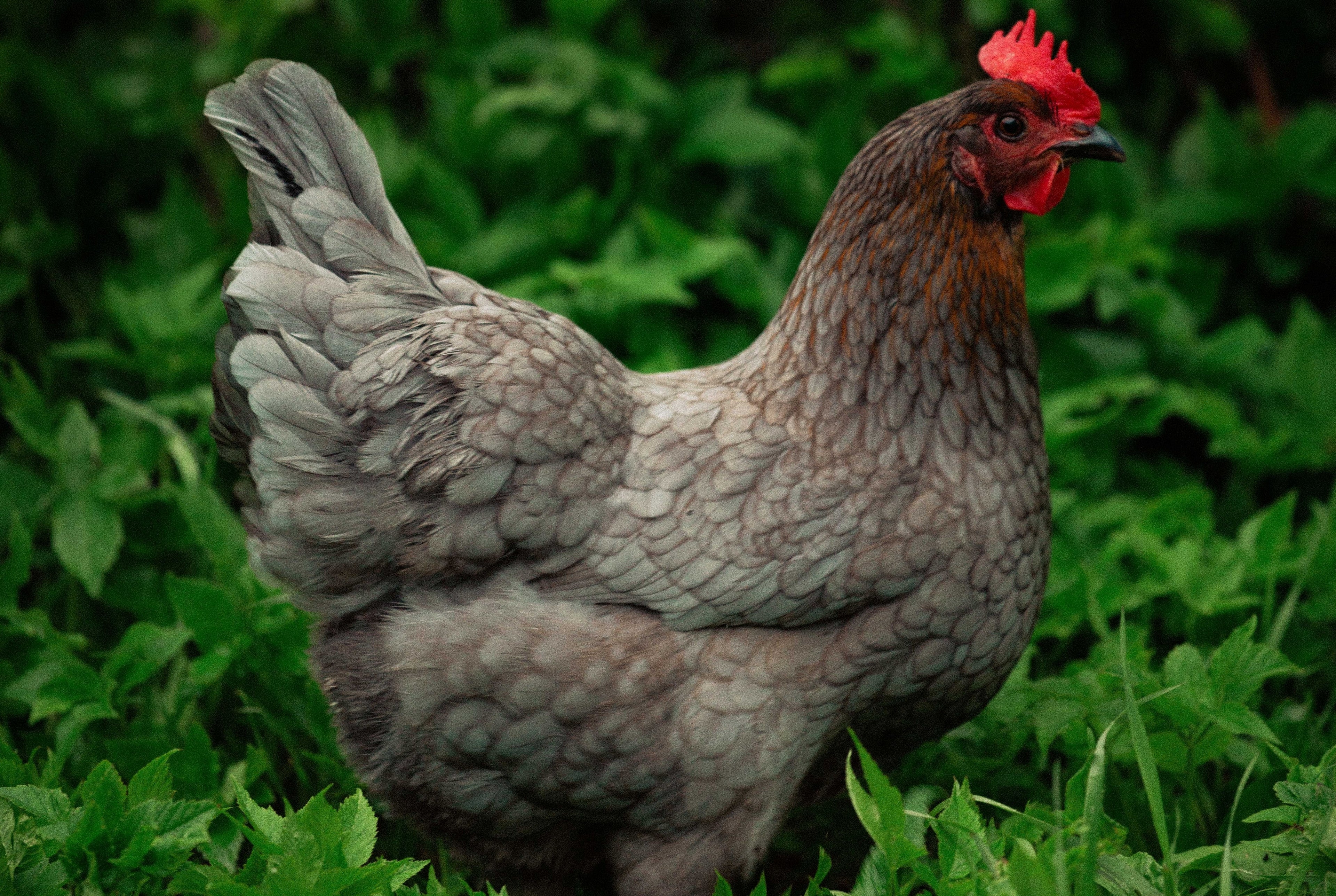 BLUE BREASTED BROWN LEGHORN SR