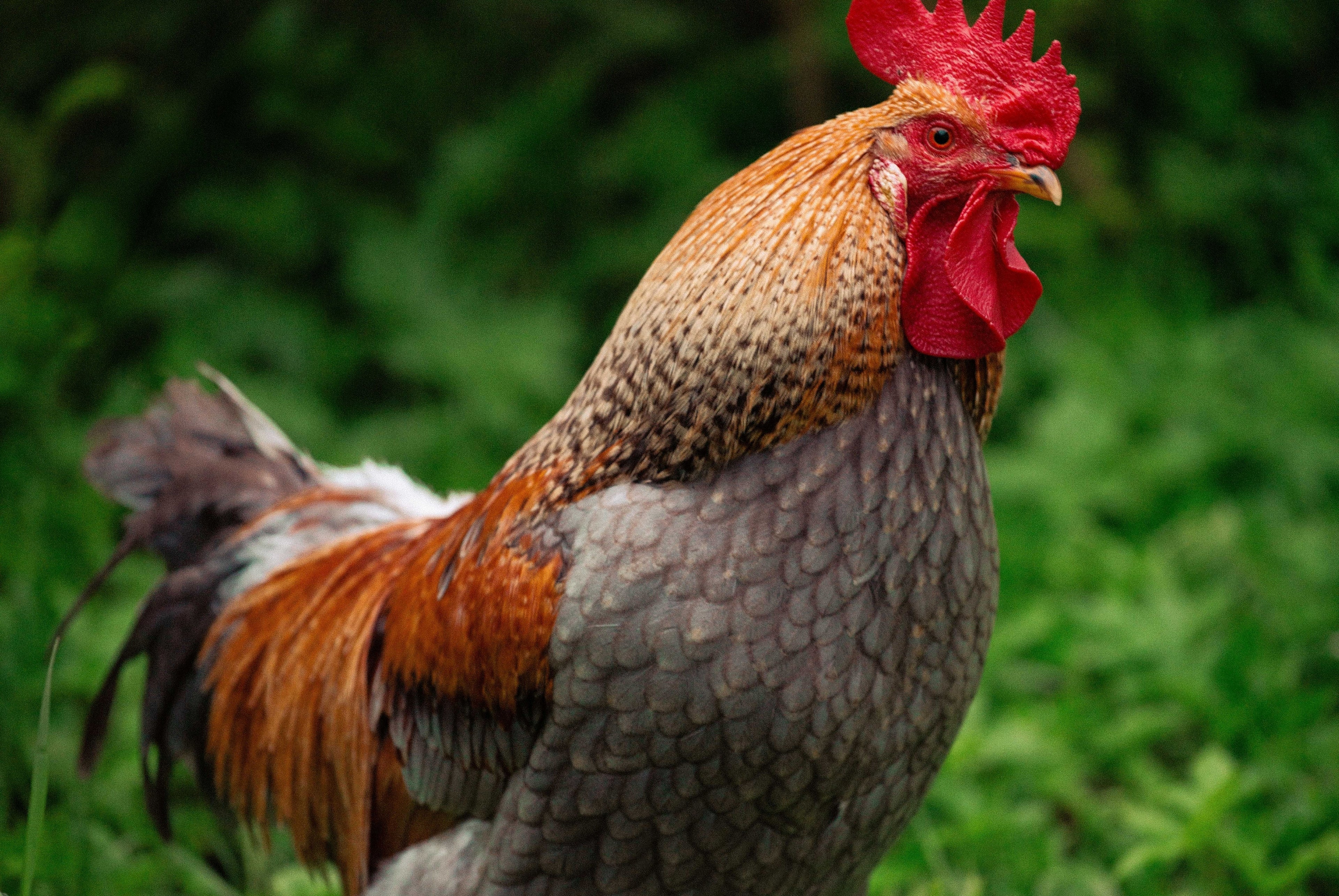 BLUE BREASTED BROWN LEGHORN SR