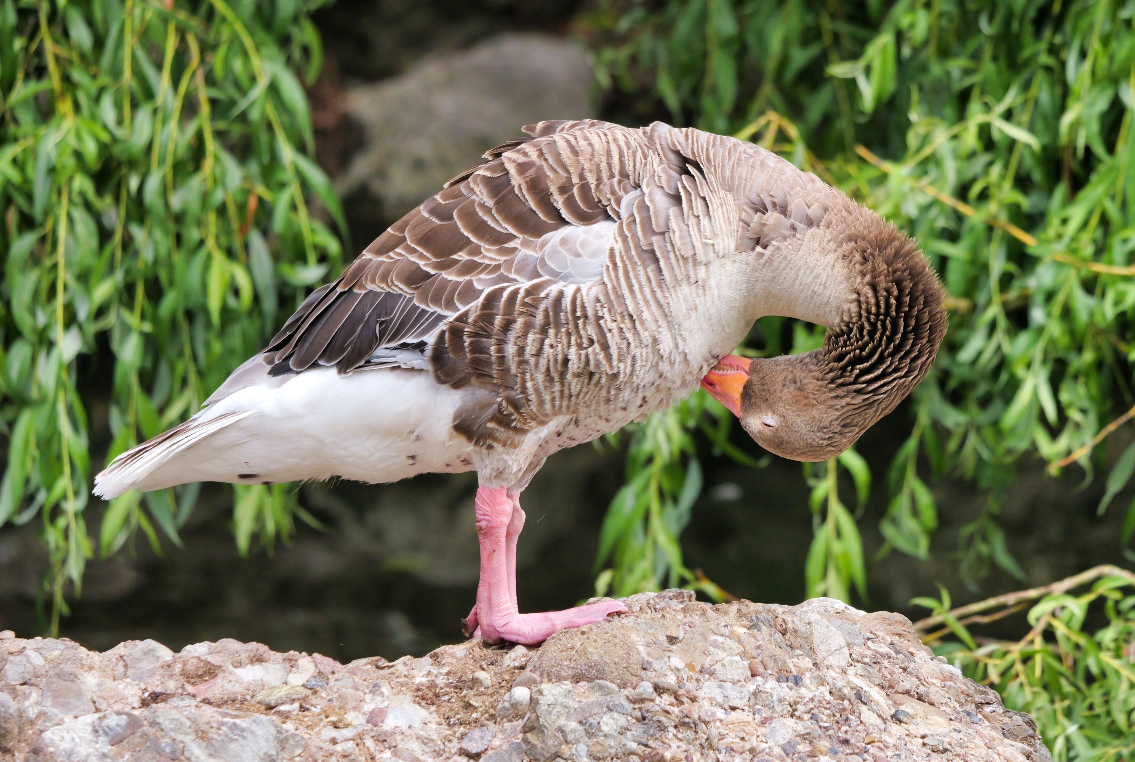 FANCY GOSLING