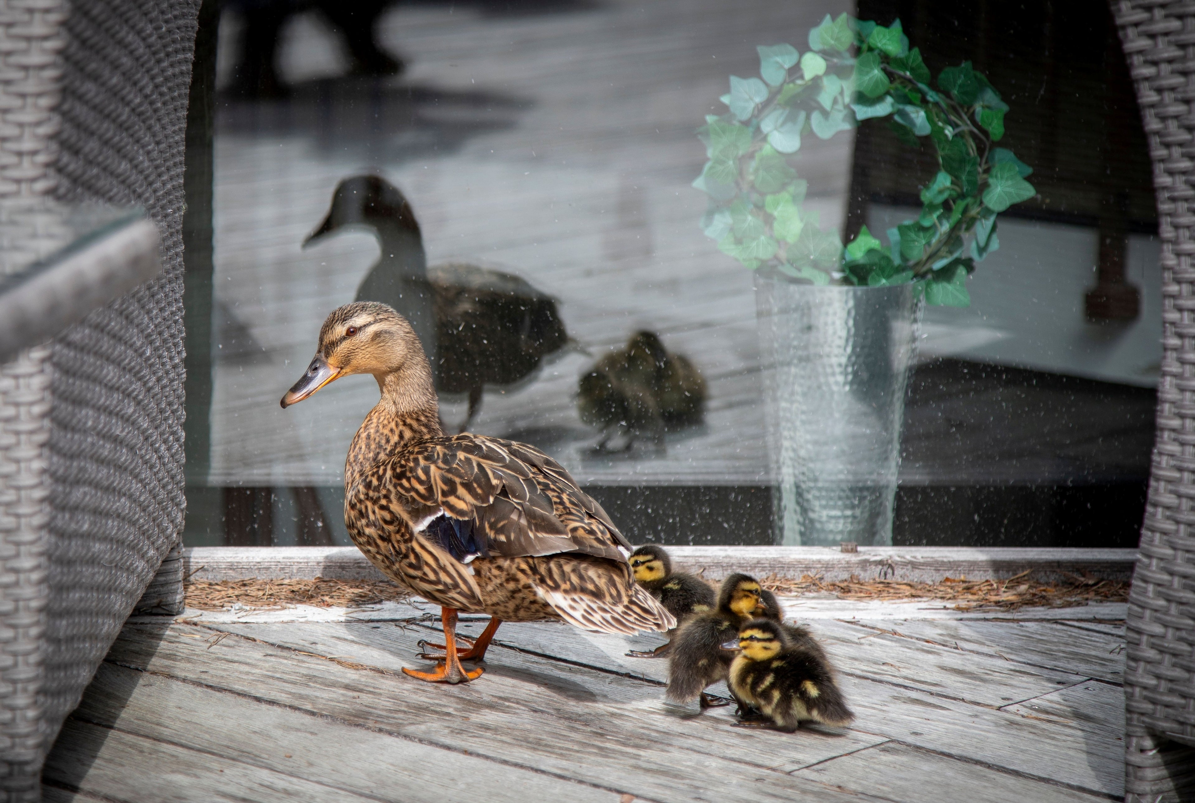 ROUEN DUCK