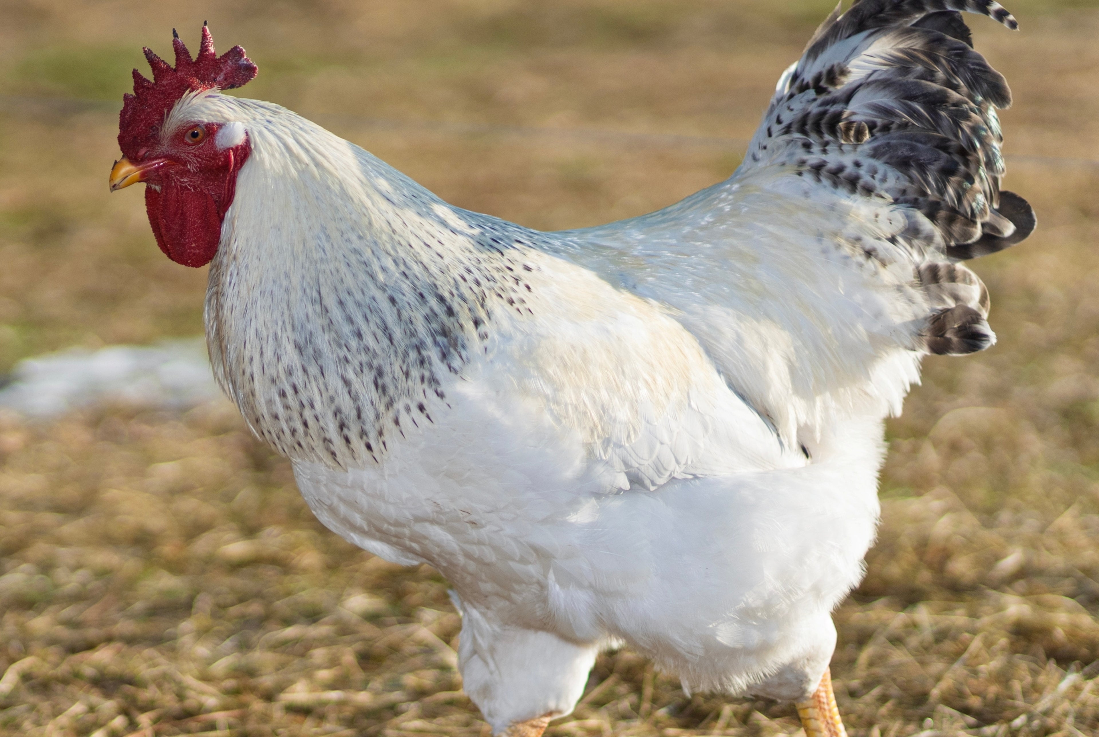 DELAWARE PULLET