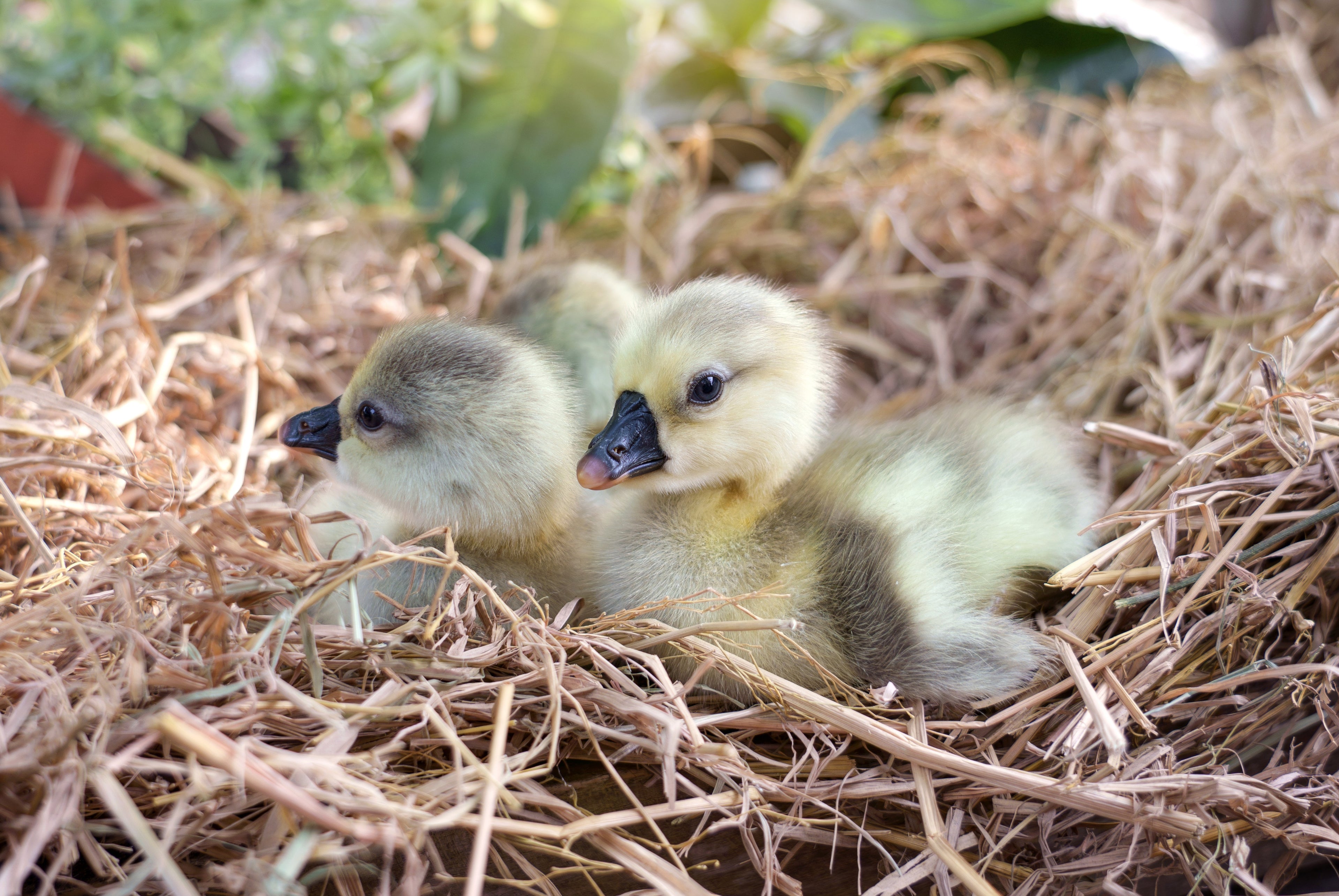 AFRICAN GOSLING