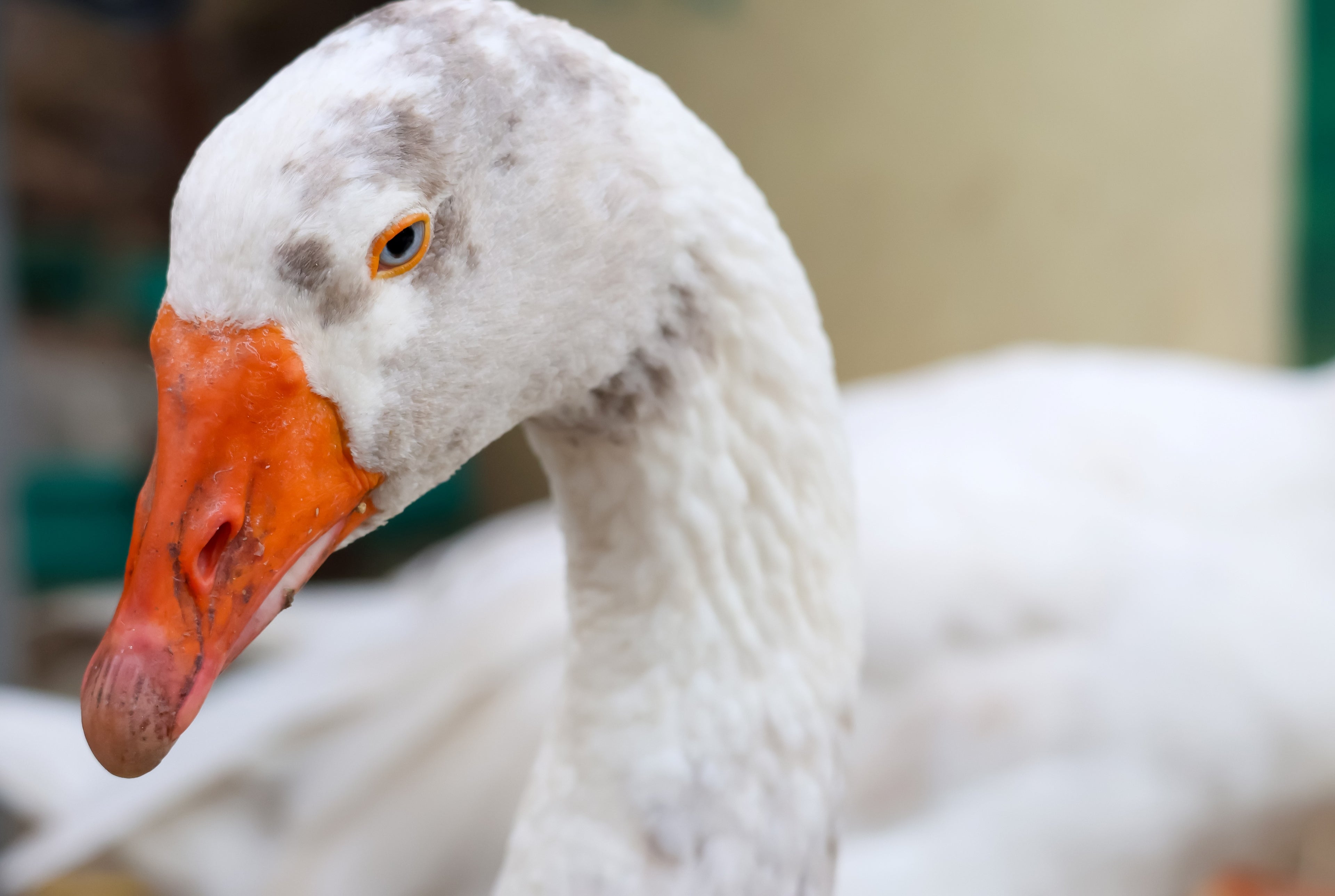 PILGRIM GOSLING