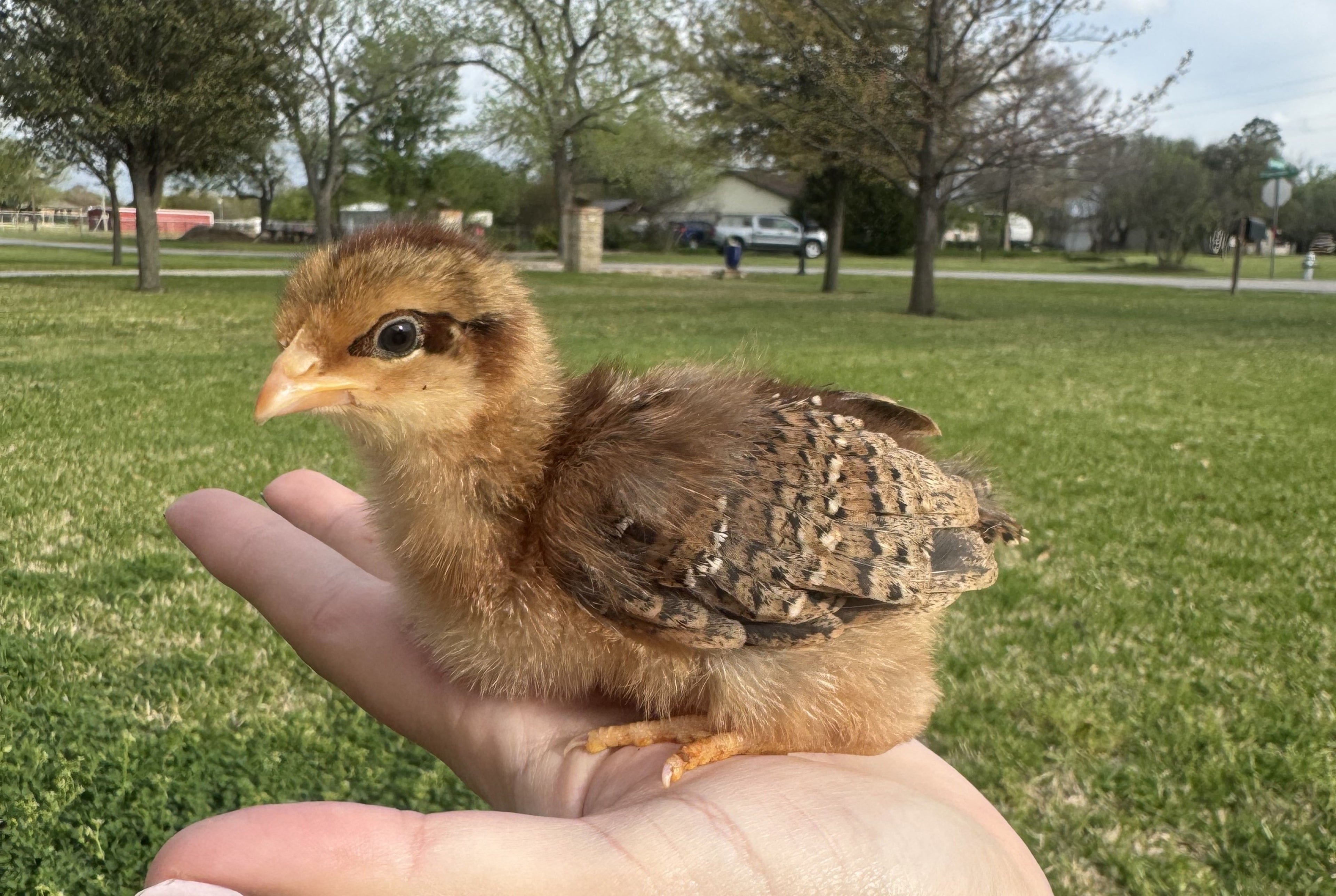 WELSUMMER MALE