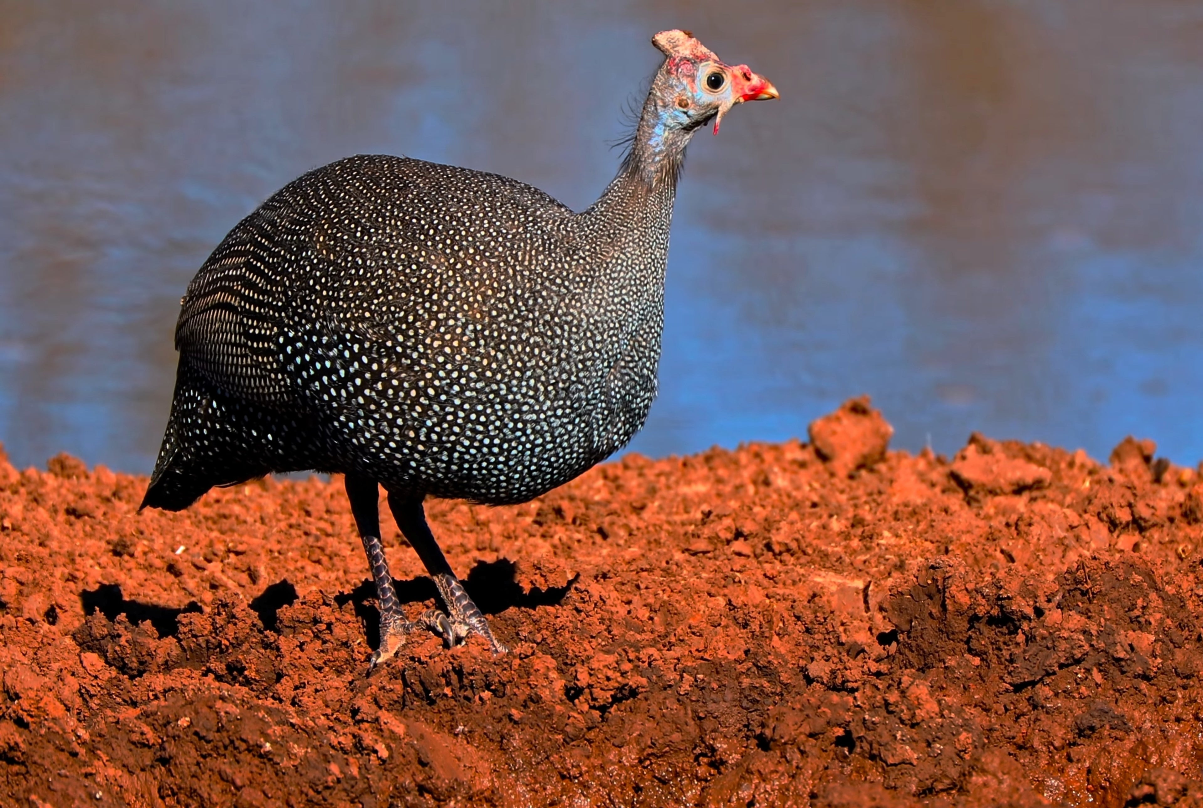 FRENCH PEARL GUINEA