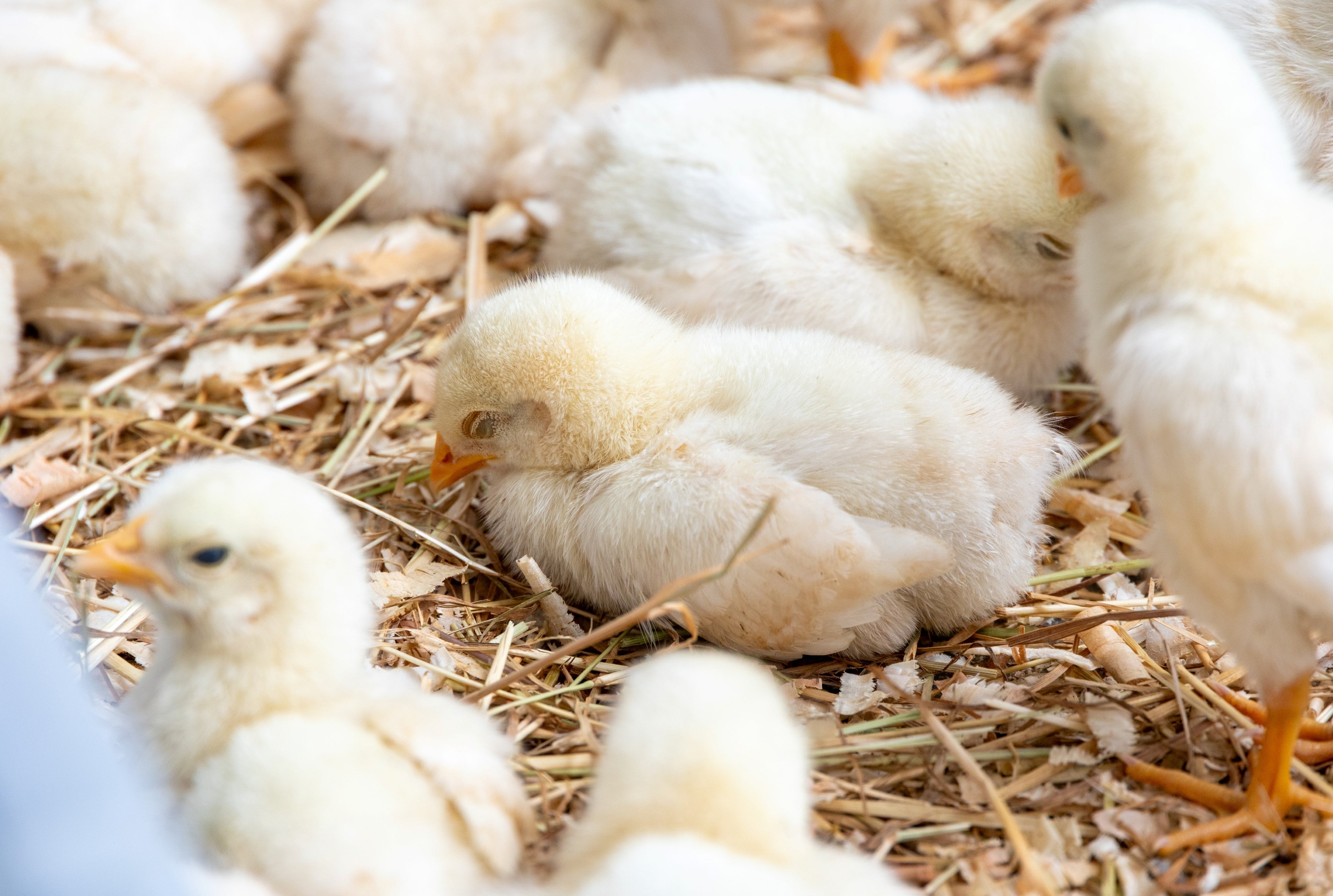 HYLINE WHITE LEGHORN MALE