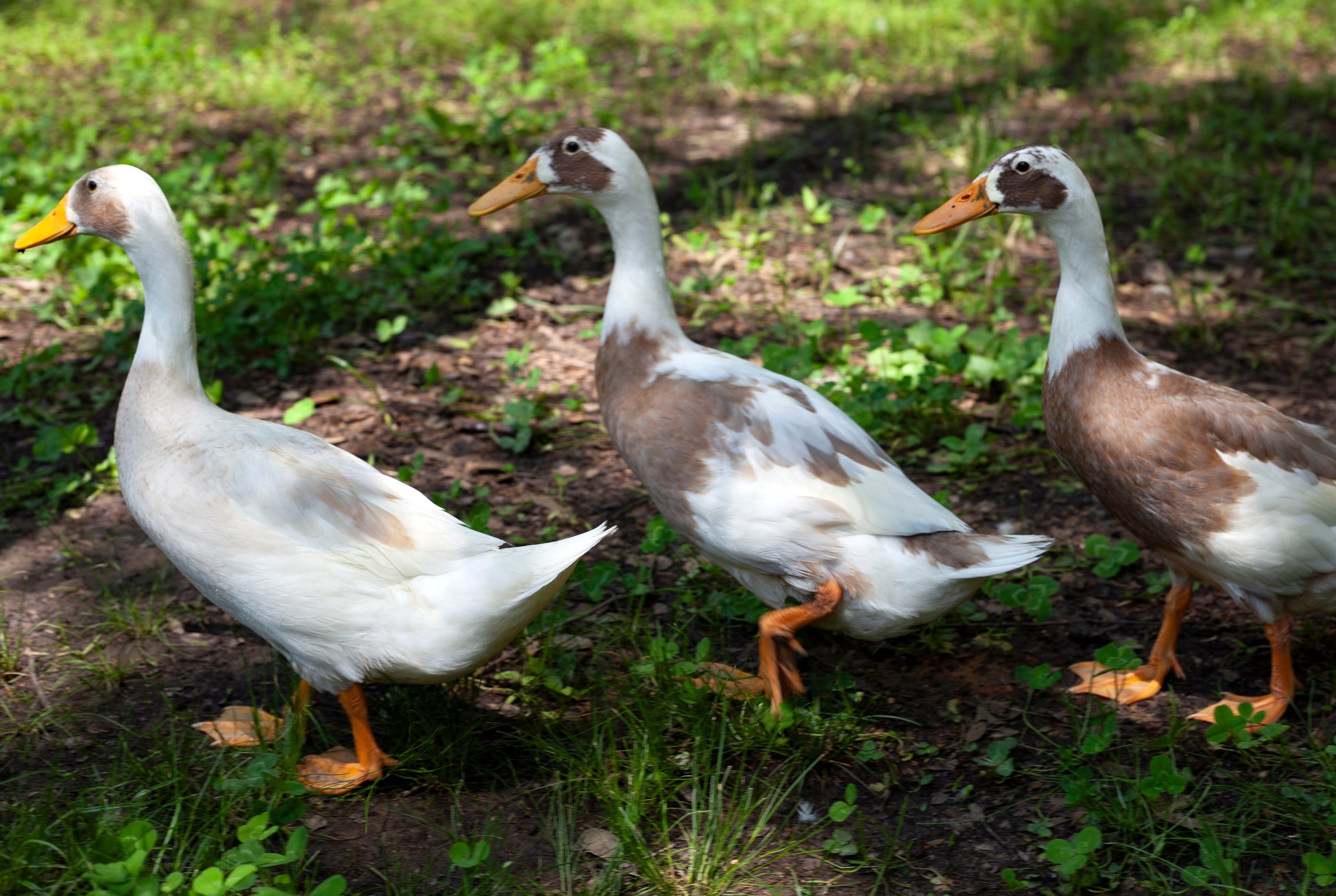 FAWN & WHITE RUNNER DUCK