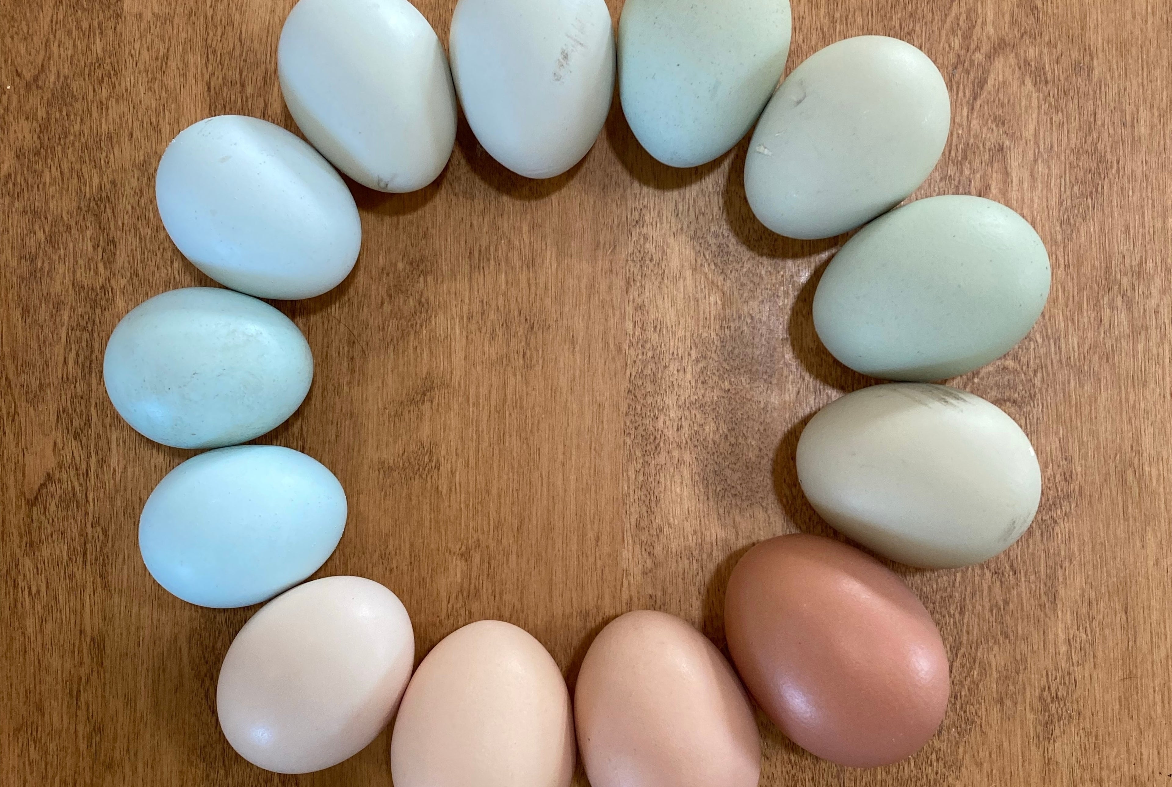 EASTER EGGER SR