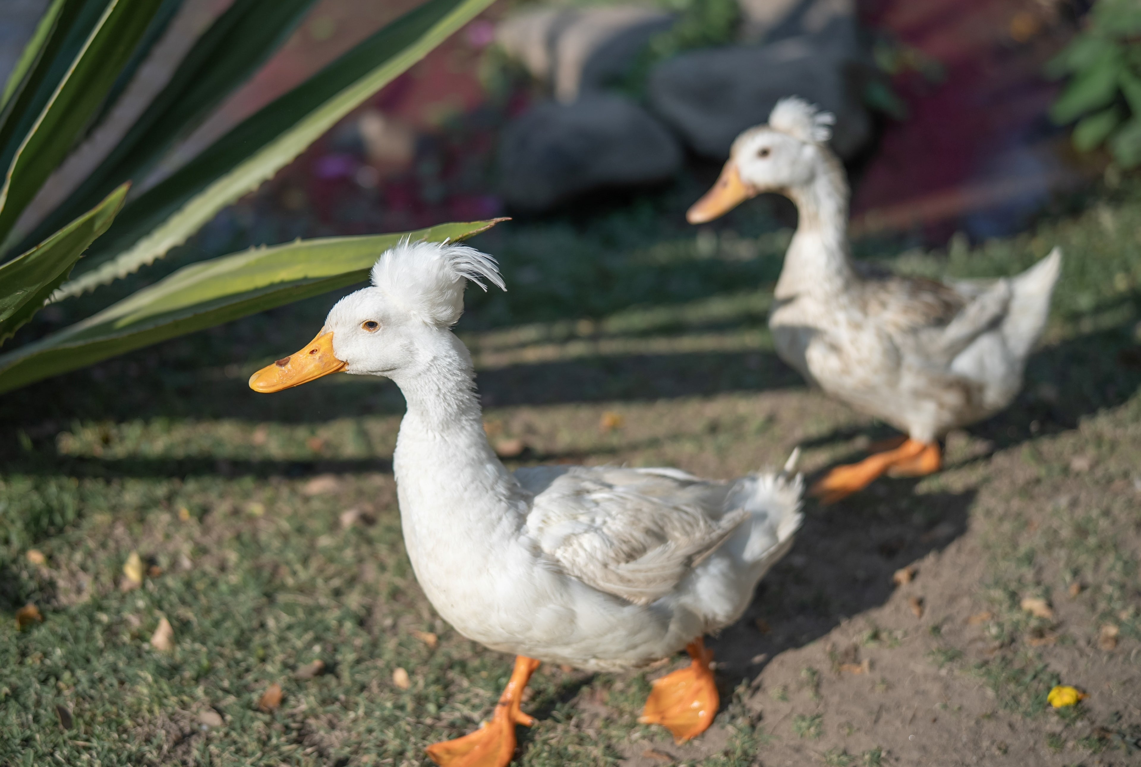 WHITE CRESTED DUCK