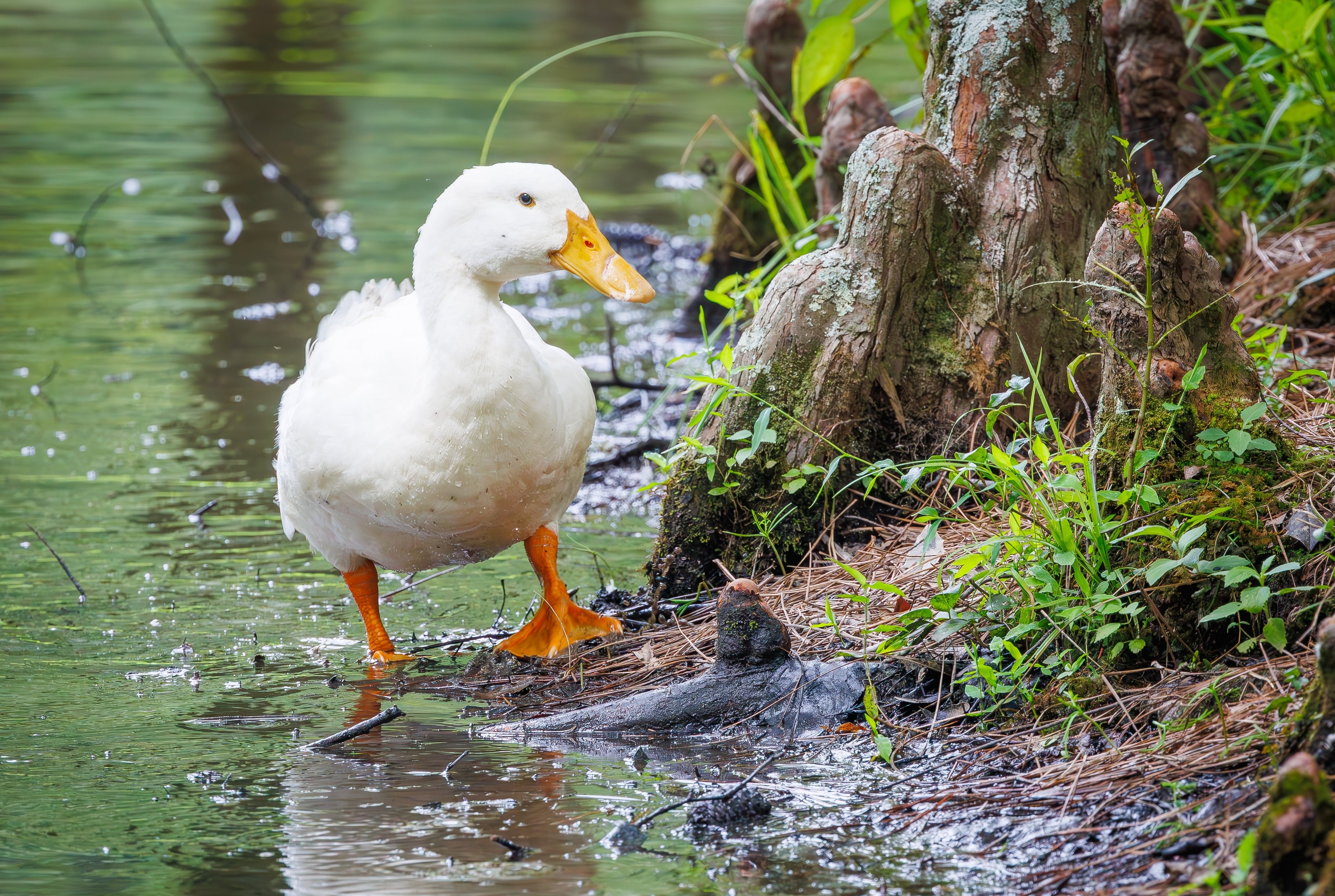 PEKIN DUCK