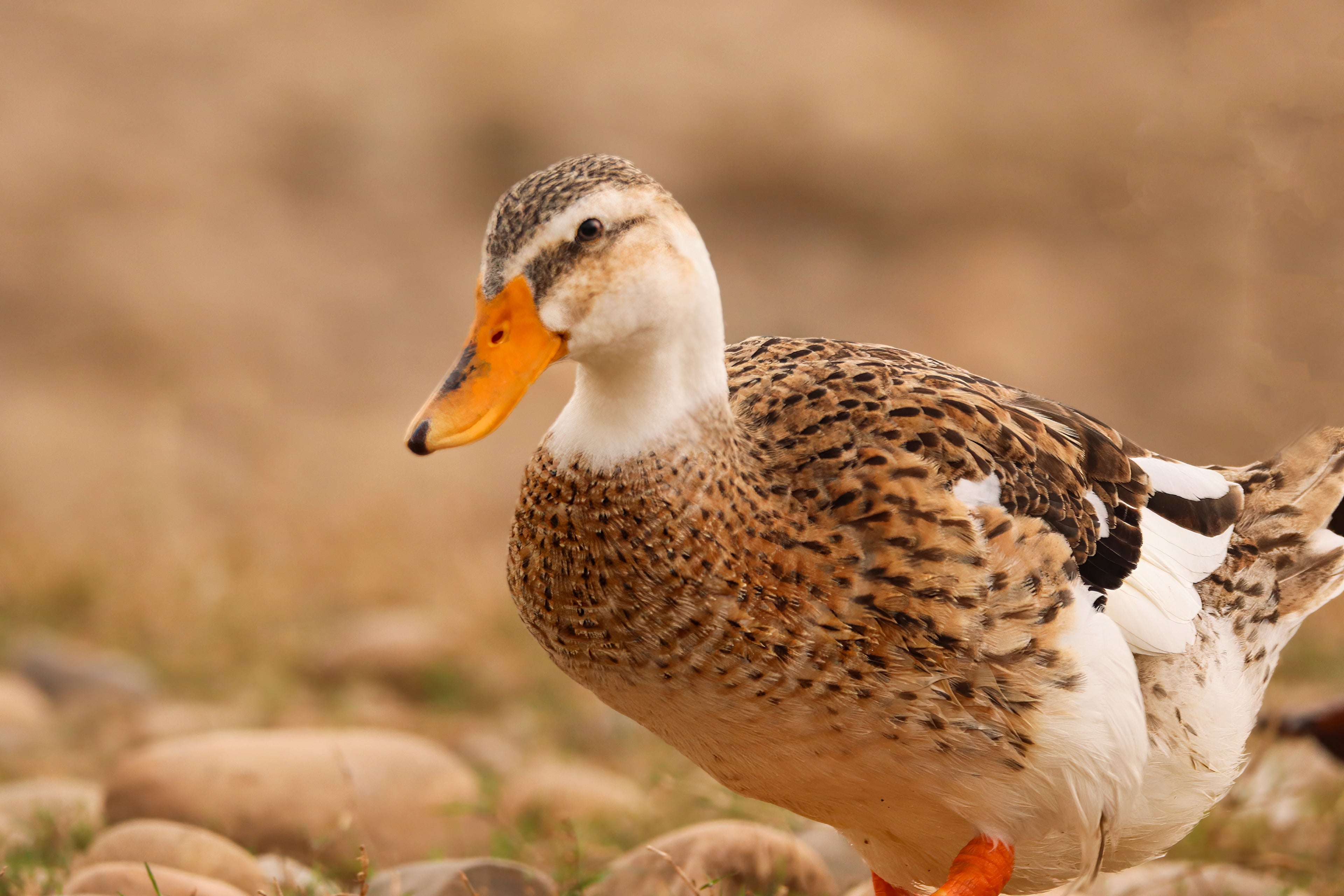 SILVER APPLEYARD DUCK