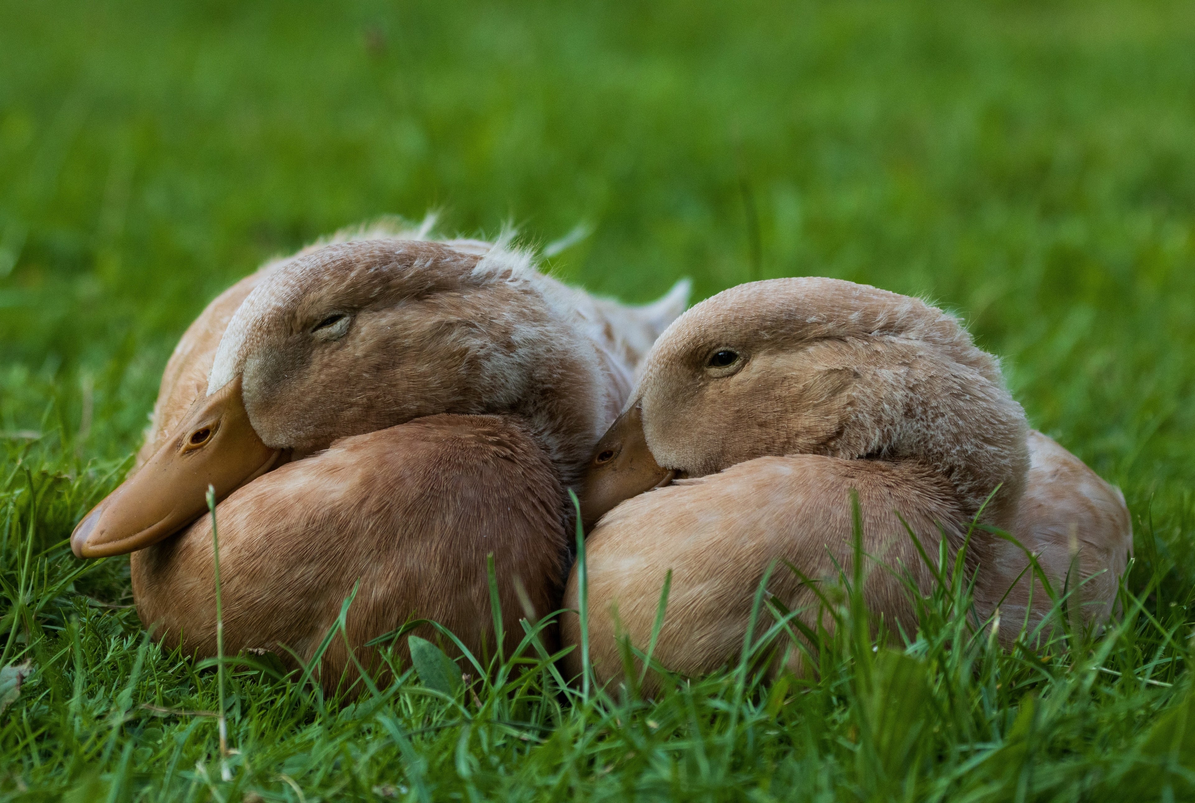 BUFF DUCK