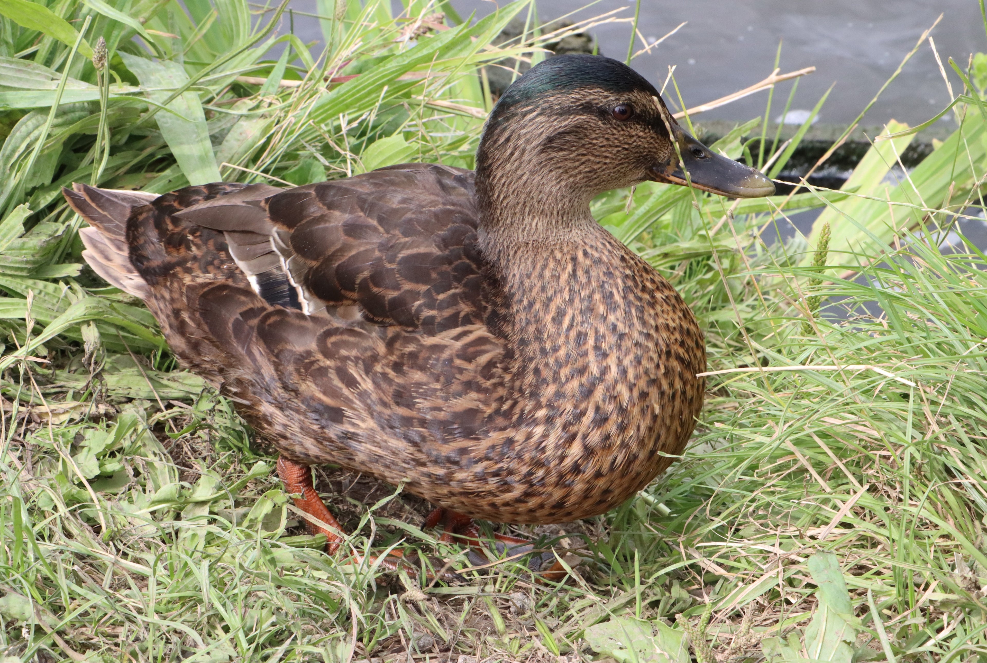 GOLDEN 300 HYBRID DUCK