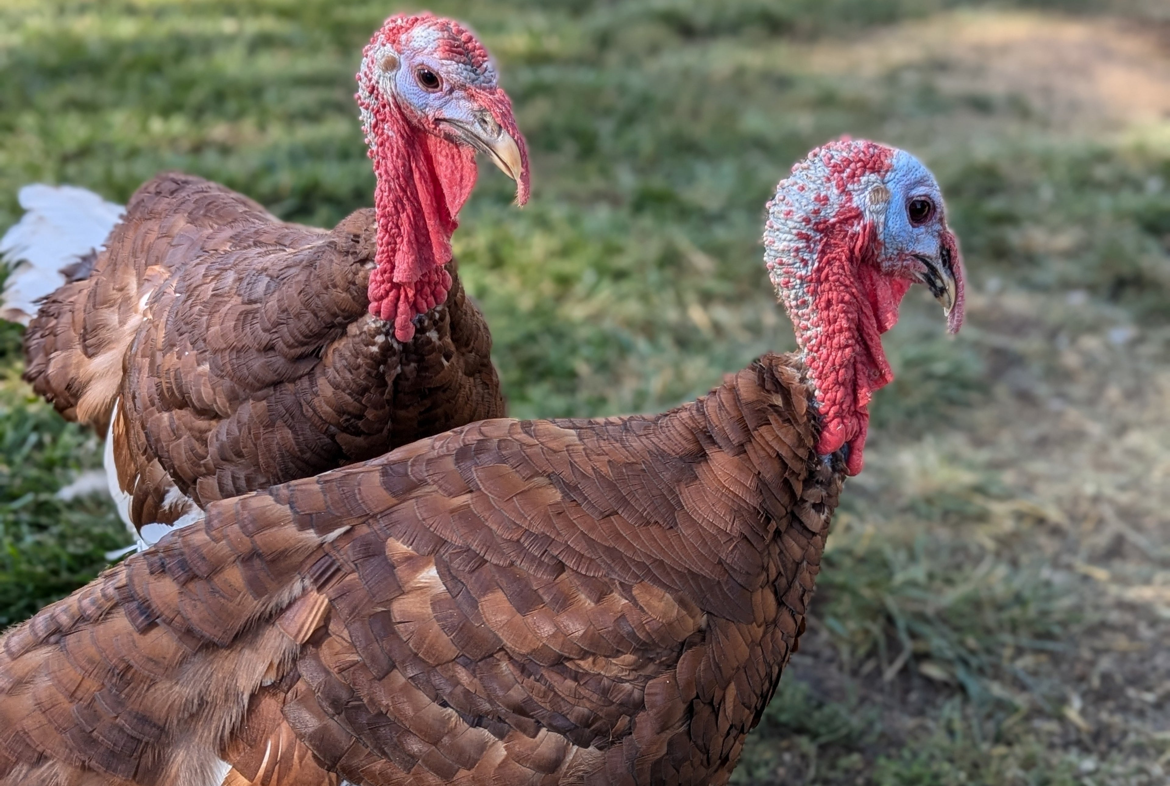 BOURBON RED TURKEY SR