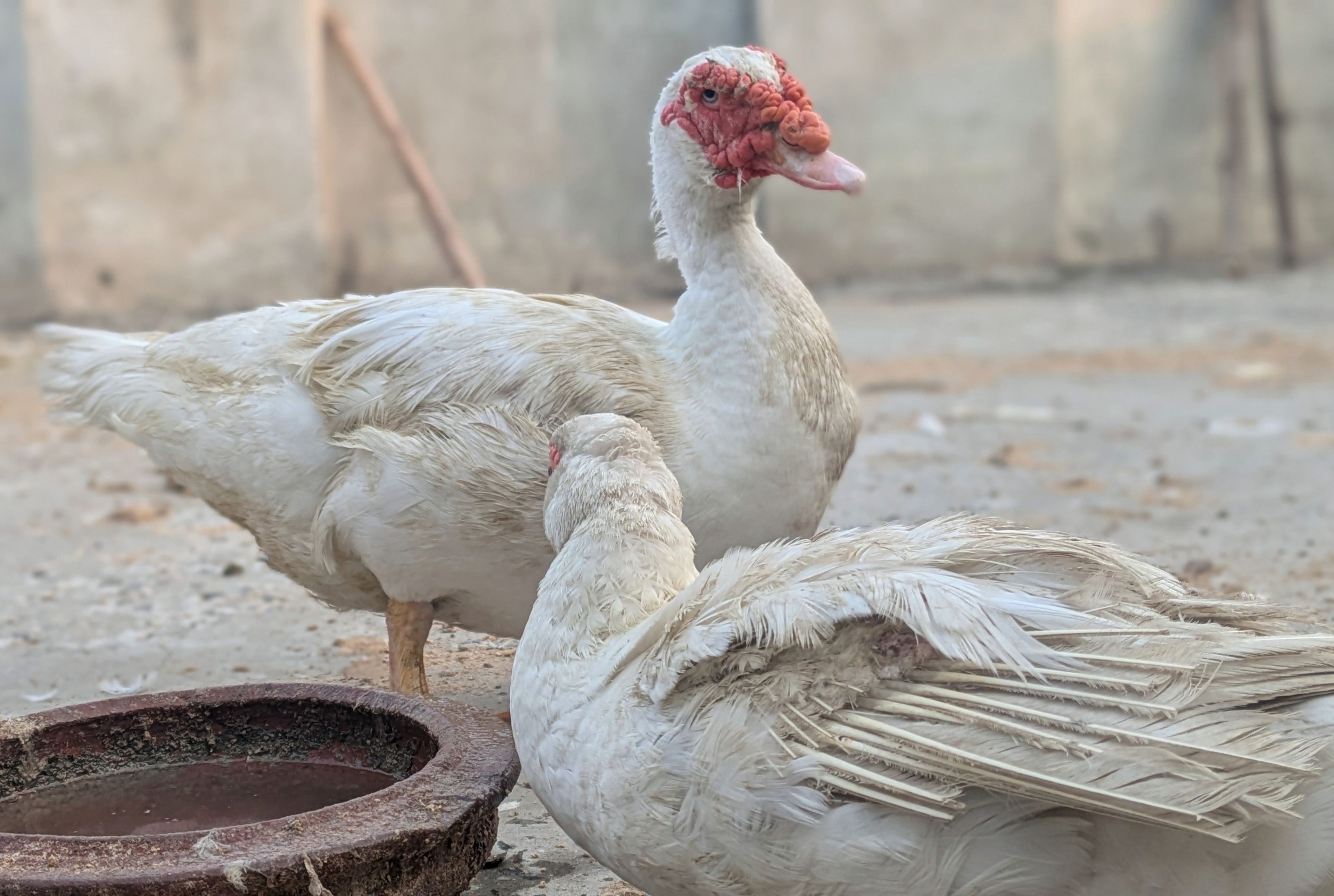 WHITE MUSCOVY DUCK