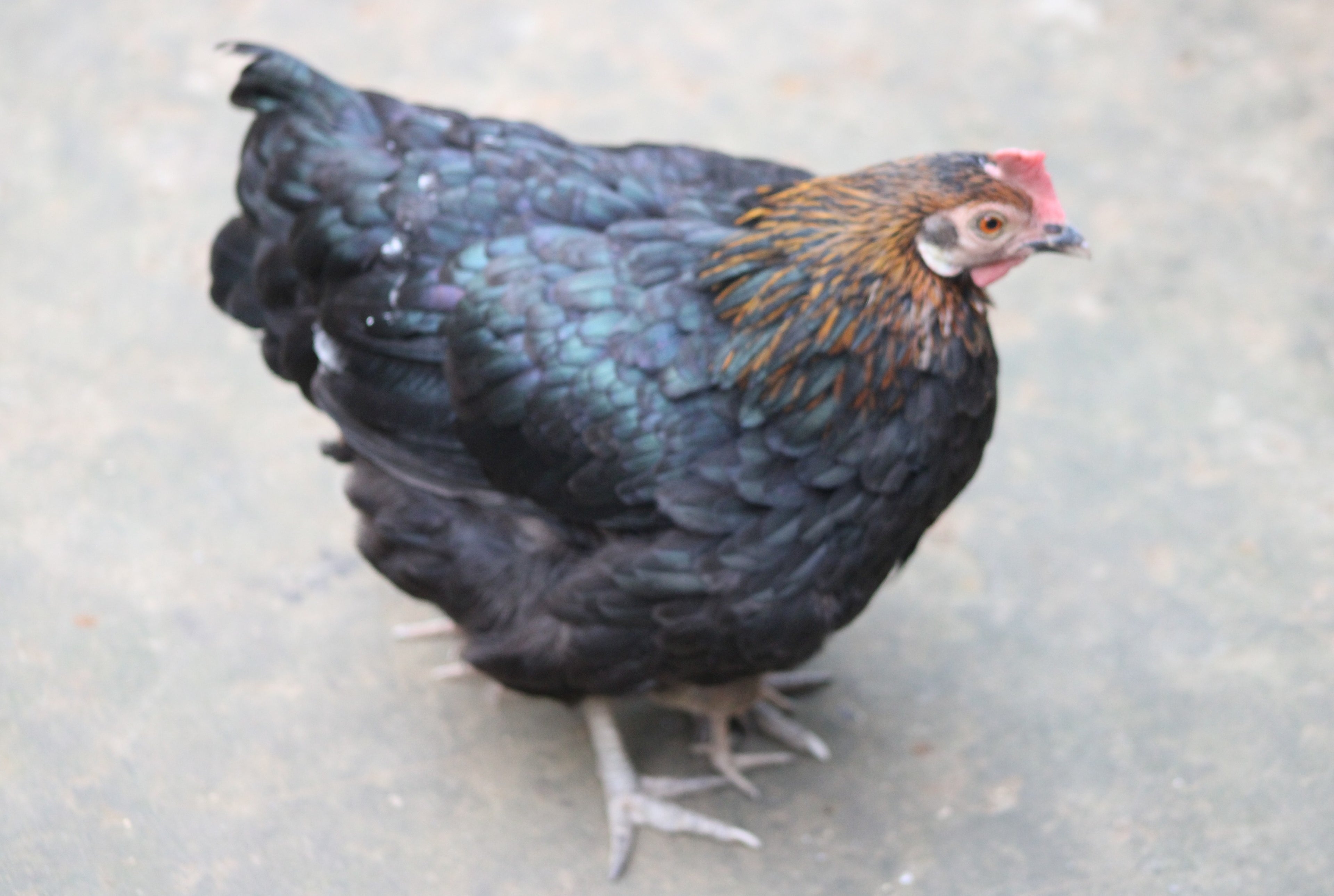 FRENCH BLACK COPPER MARAN MALE