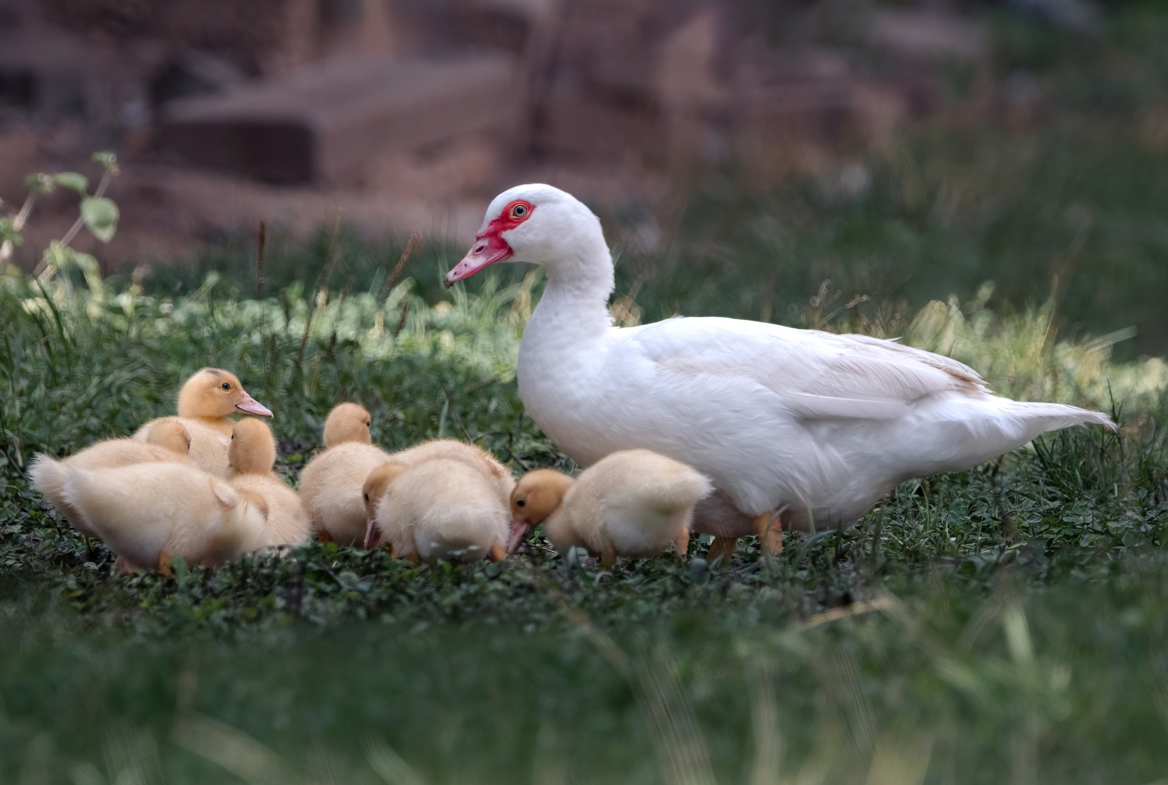 WHITE MUSCOVY DUCK