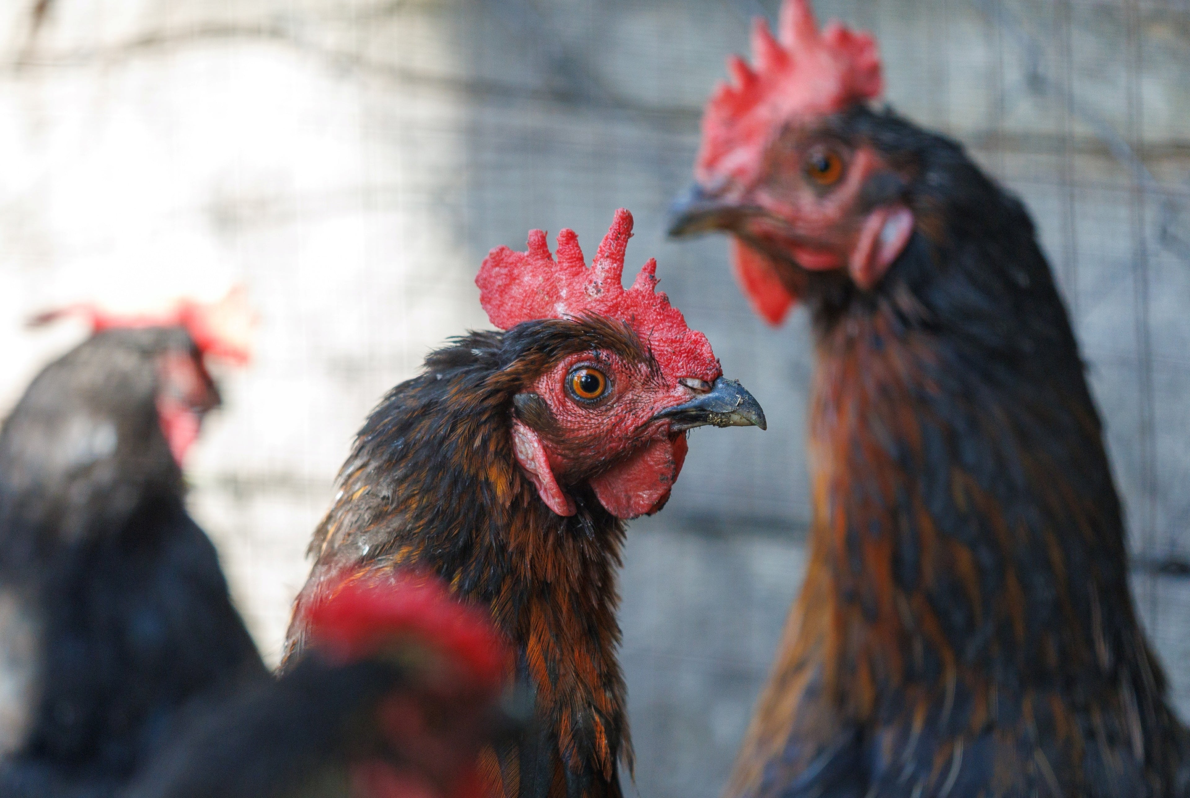 BLACK SEXLINK PULLET