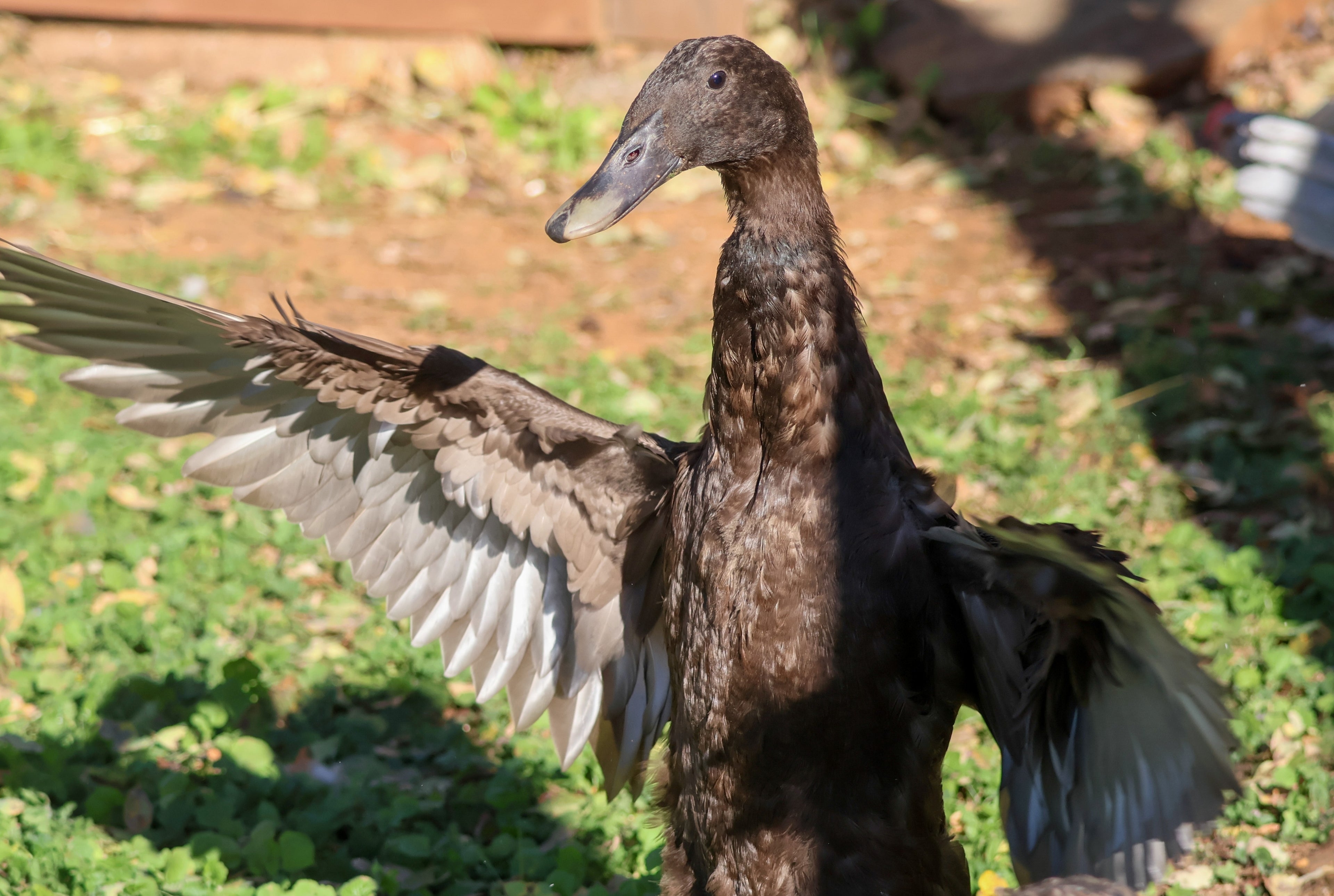 CHOCOLATE RUNNER DUCK