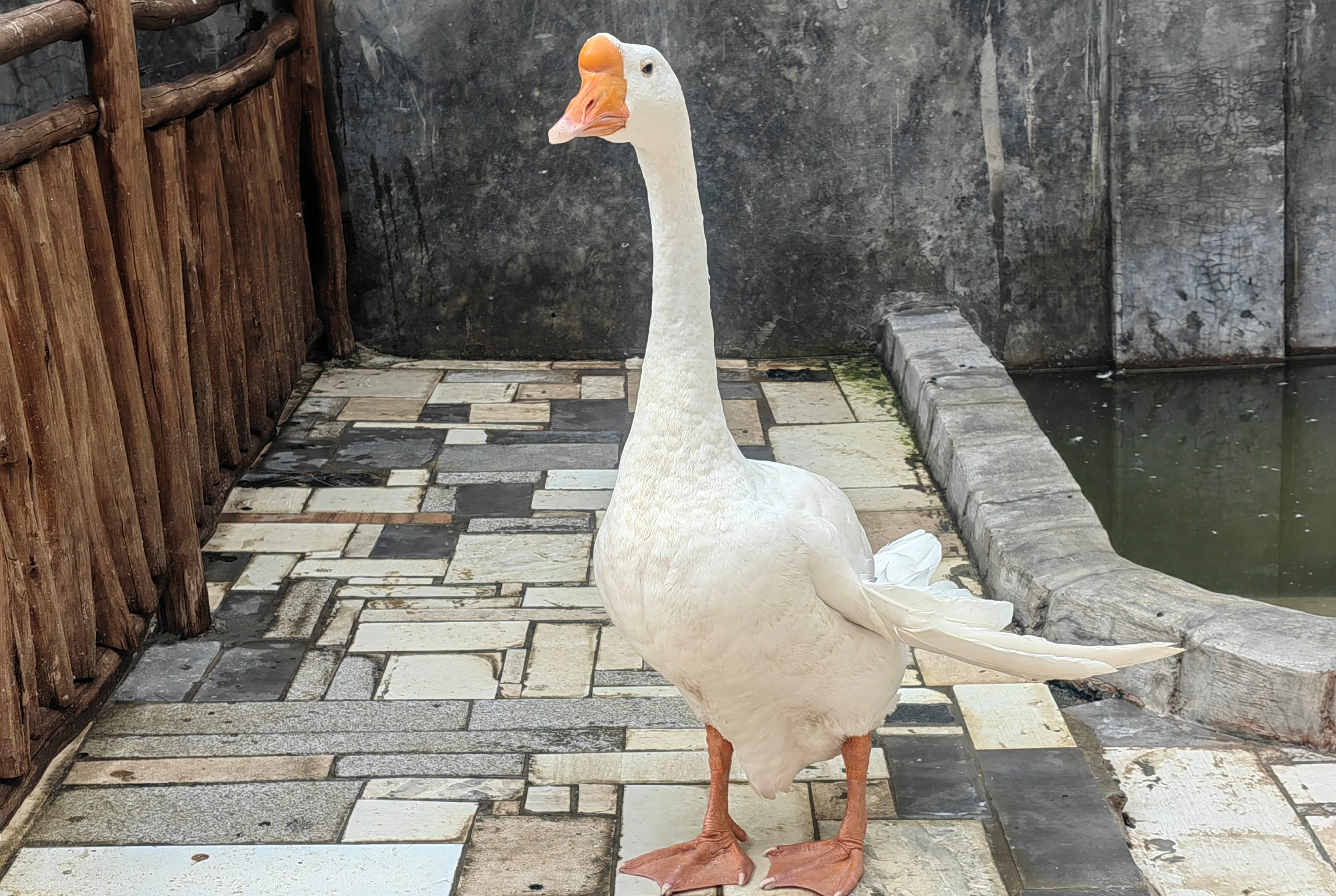 WHITE CHINESE GOSLING