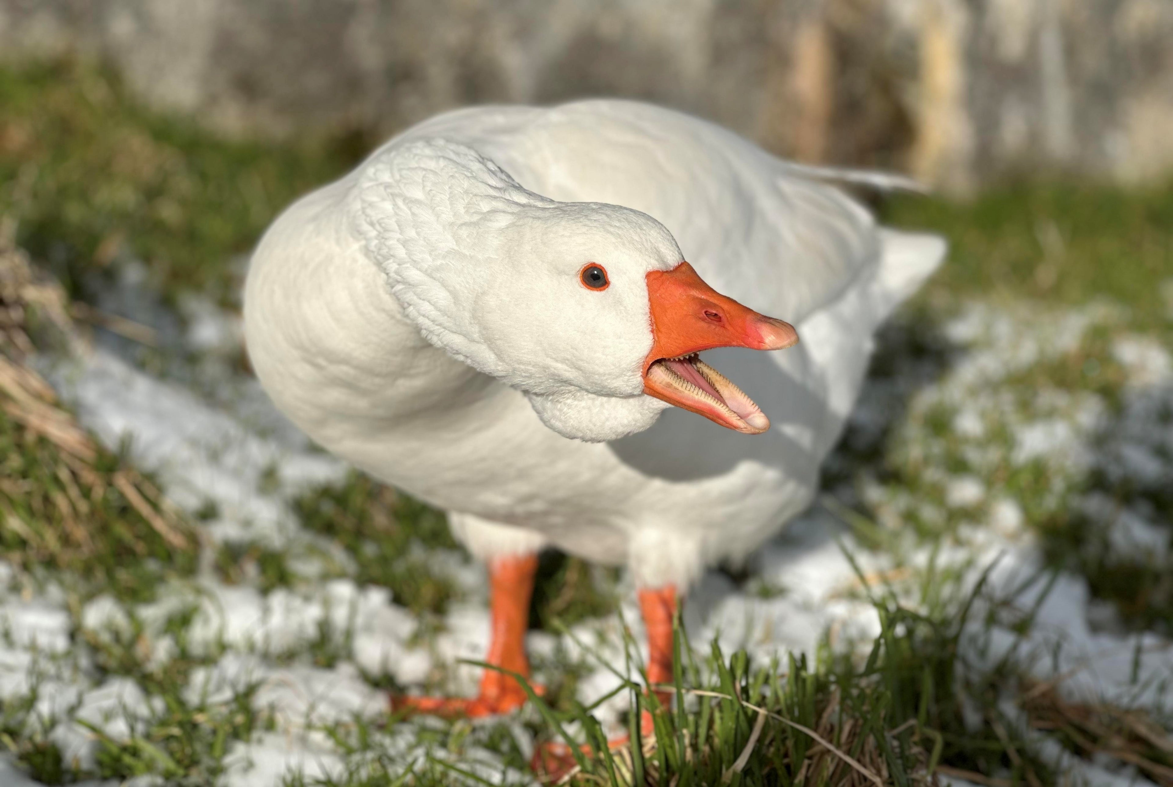 EMBDEN GOSLING