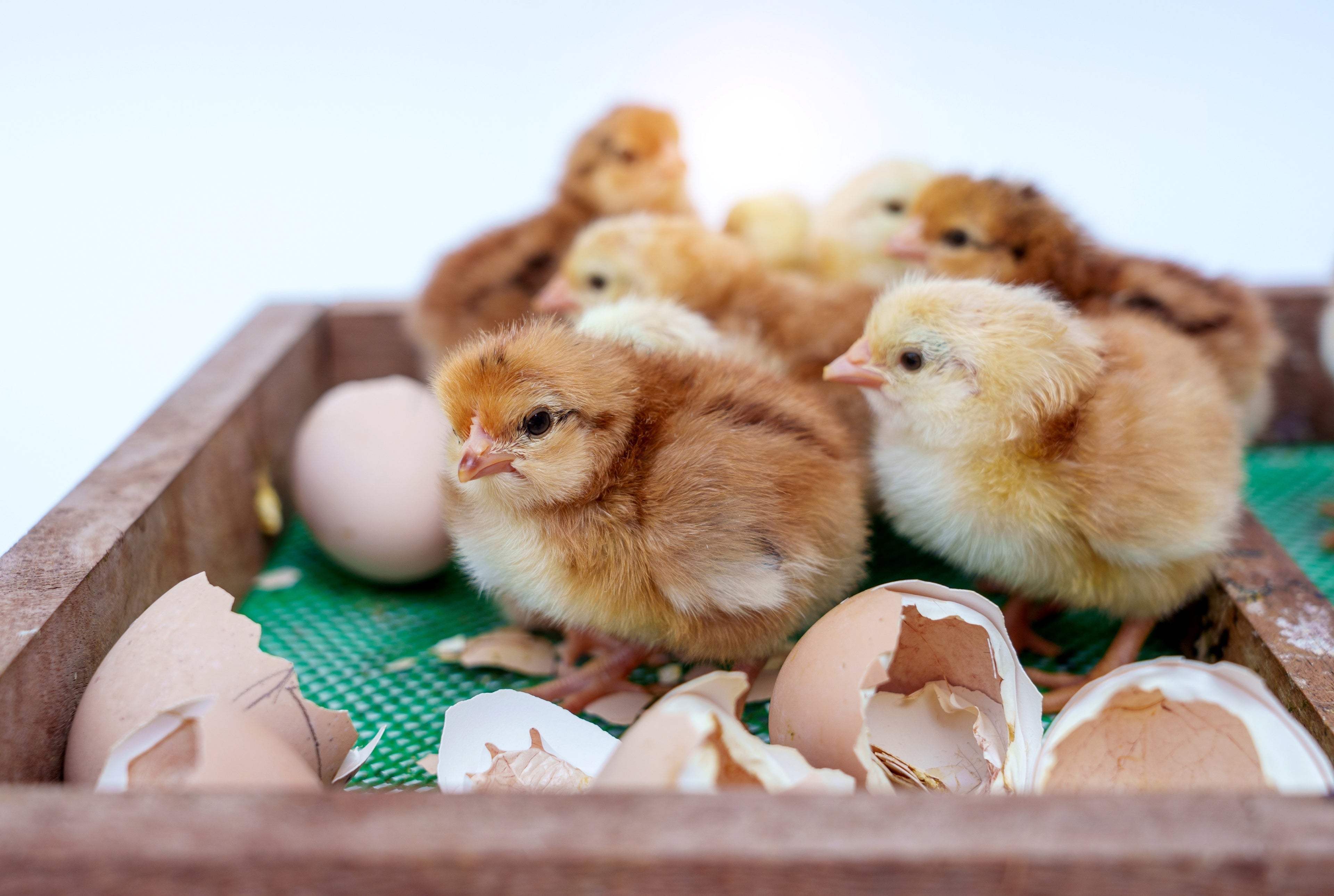 NOVOGEN BROWN PULLET