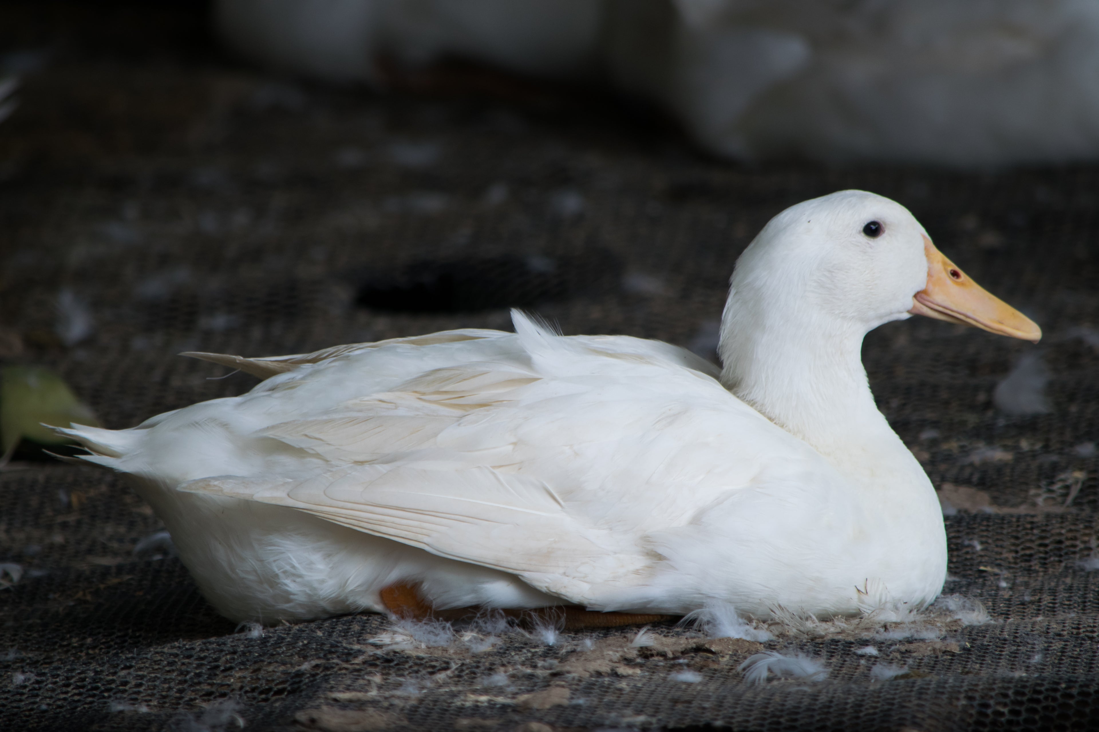 WHITE LAYER DUCK