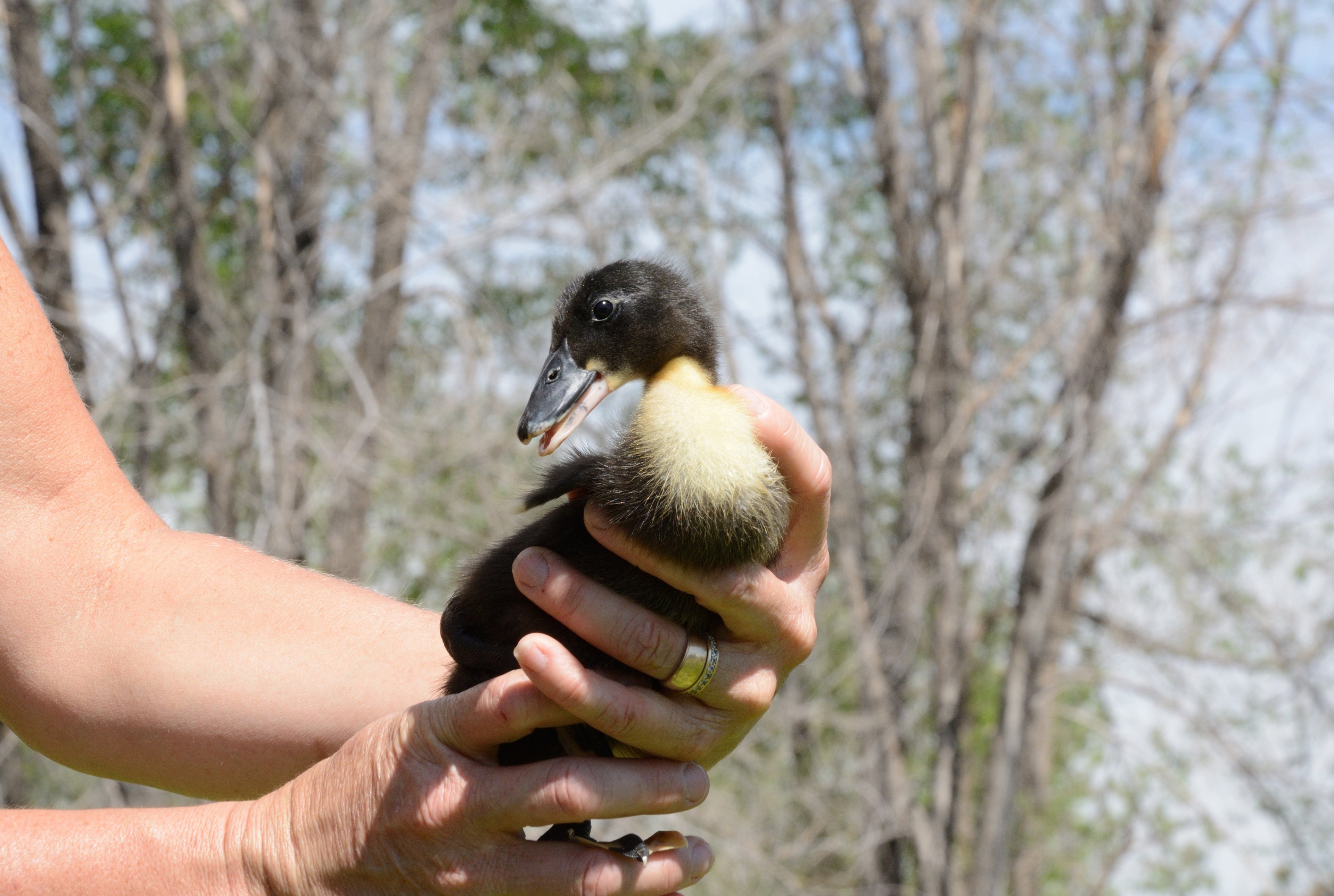 BLACK SWEDISH DUCK