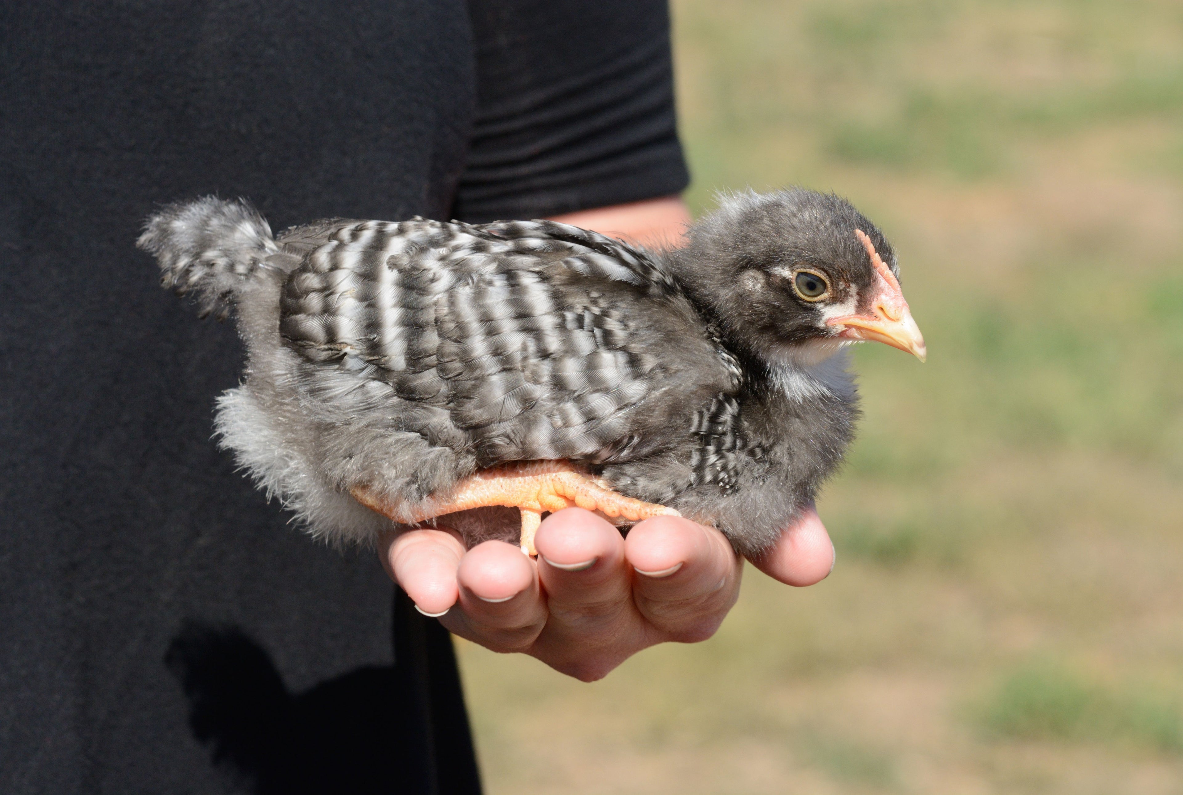 BARRED ROCK PULLET