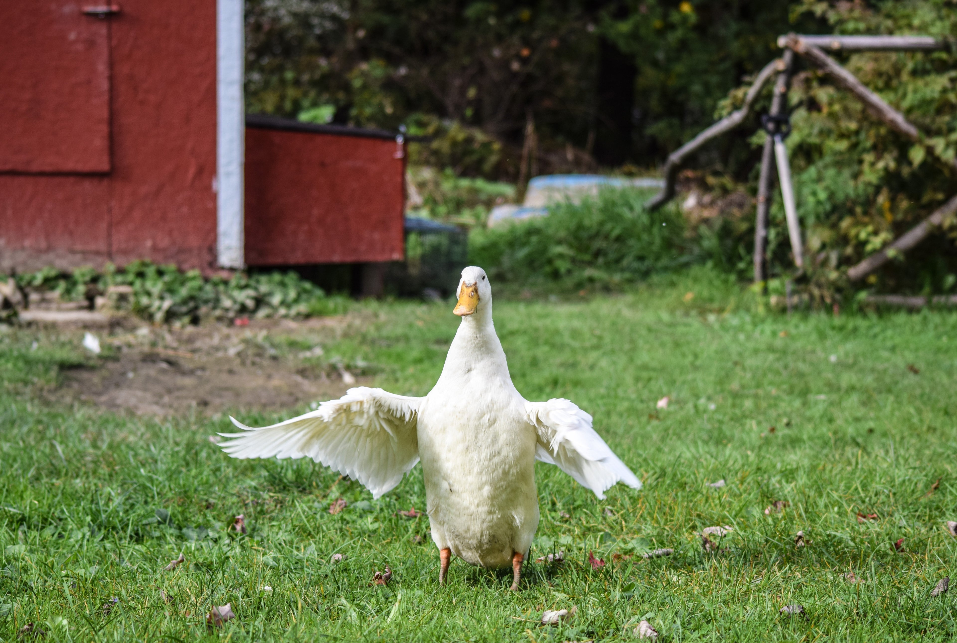 JUMBO PEKIN DUCK