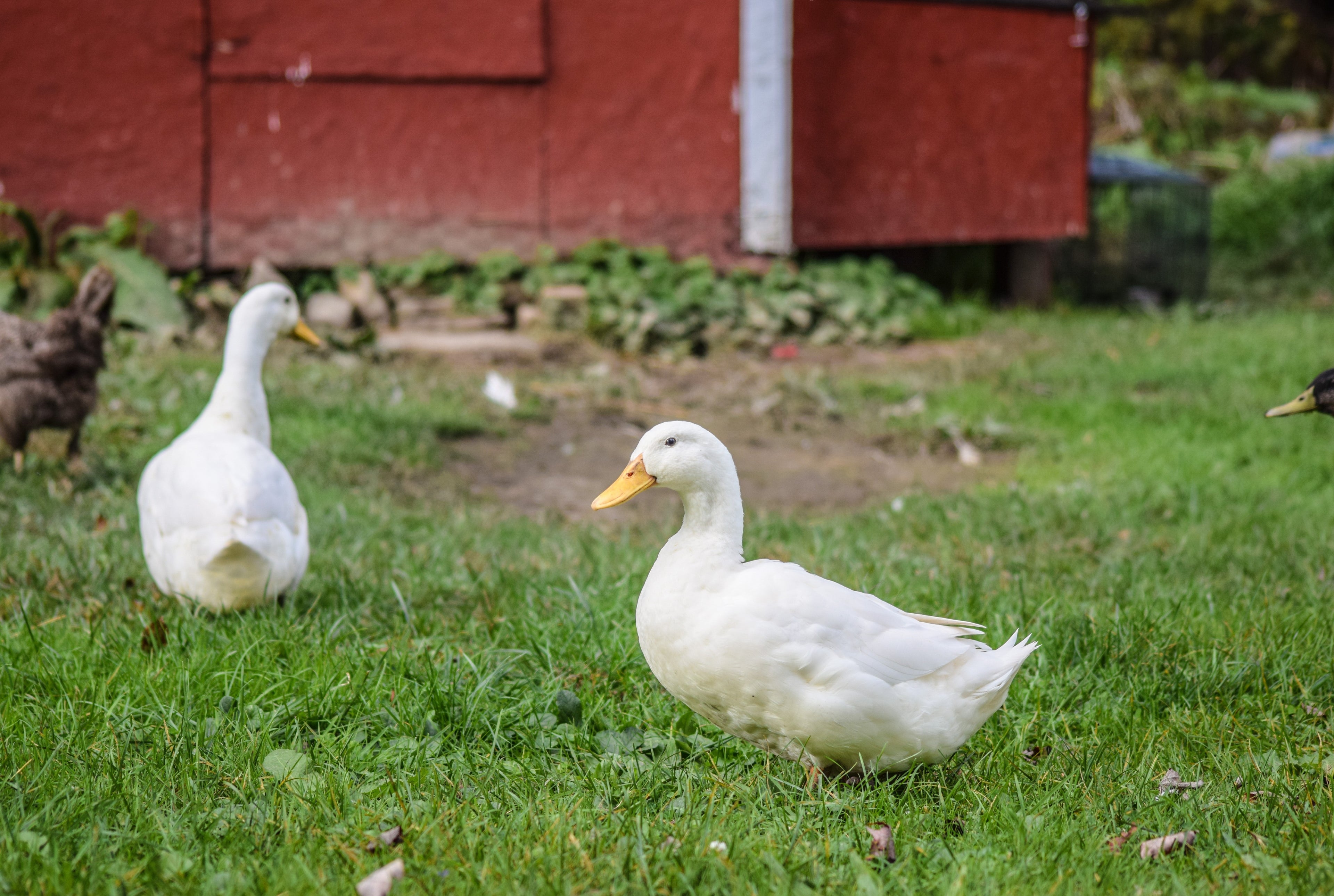 JUMBO PEKIN DUCK