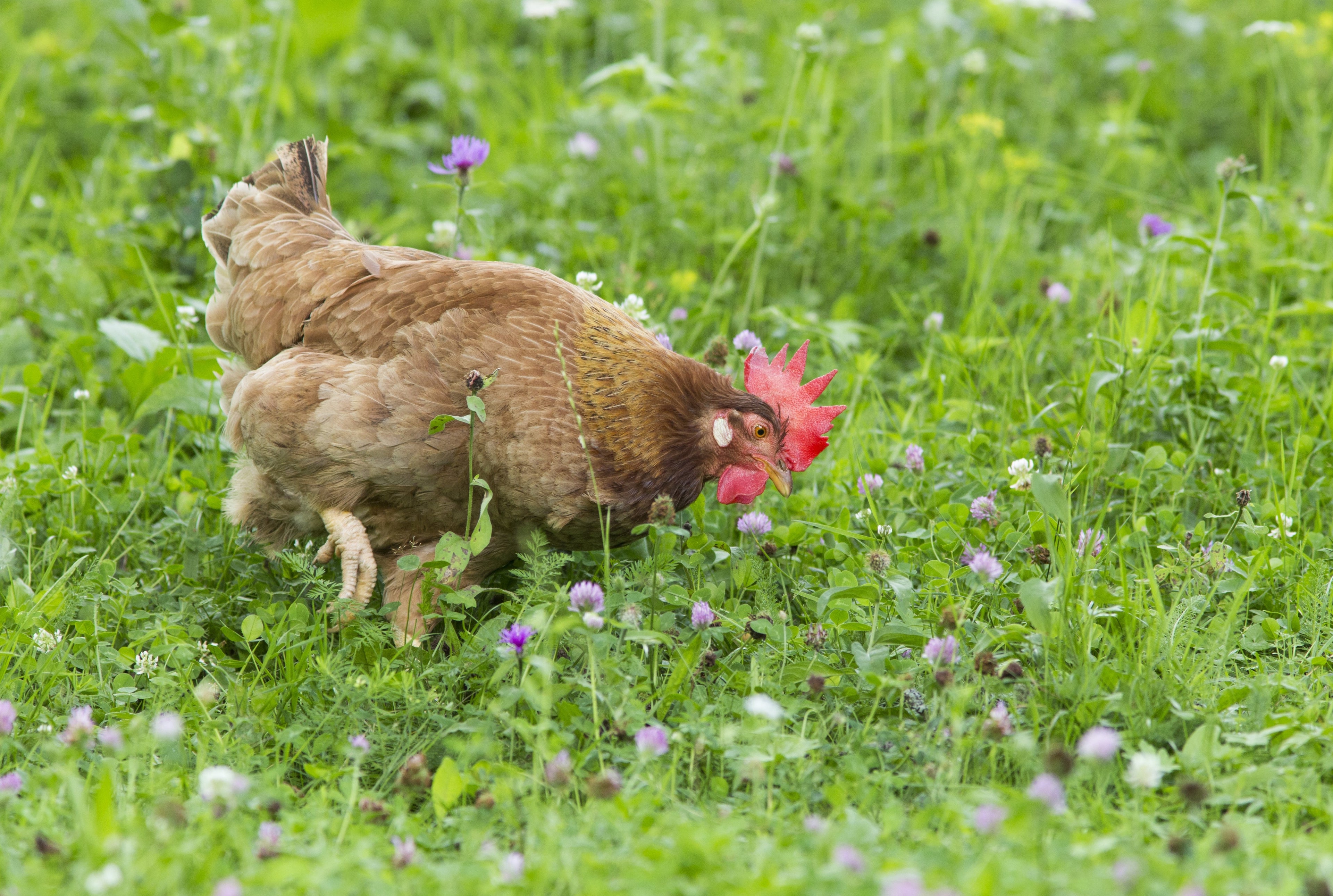 BROWN LEGHORN MALE
