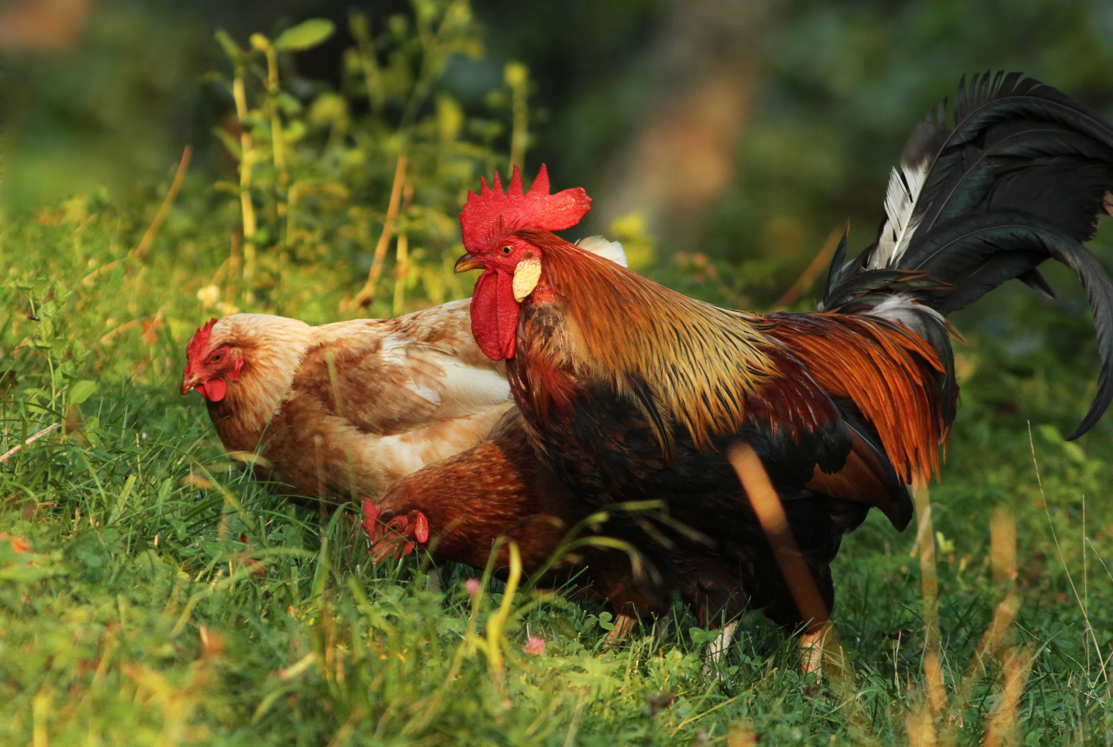 BROWN LEGHORN PULLET