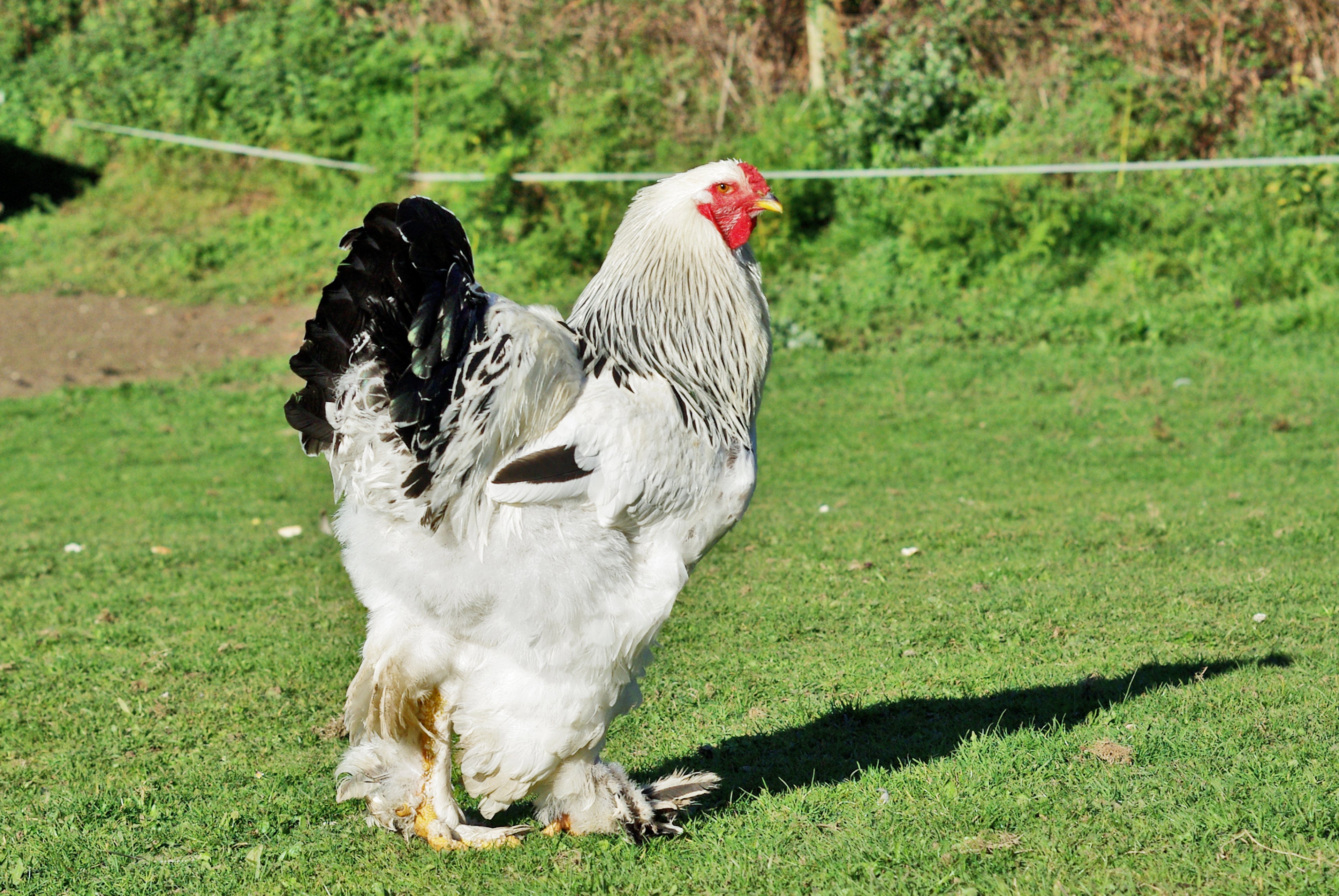 LIGHT BRAHMA PULLET