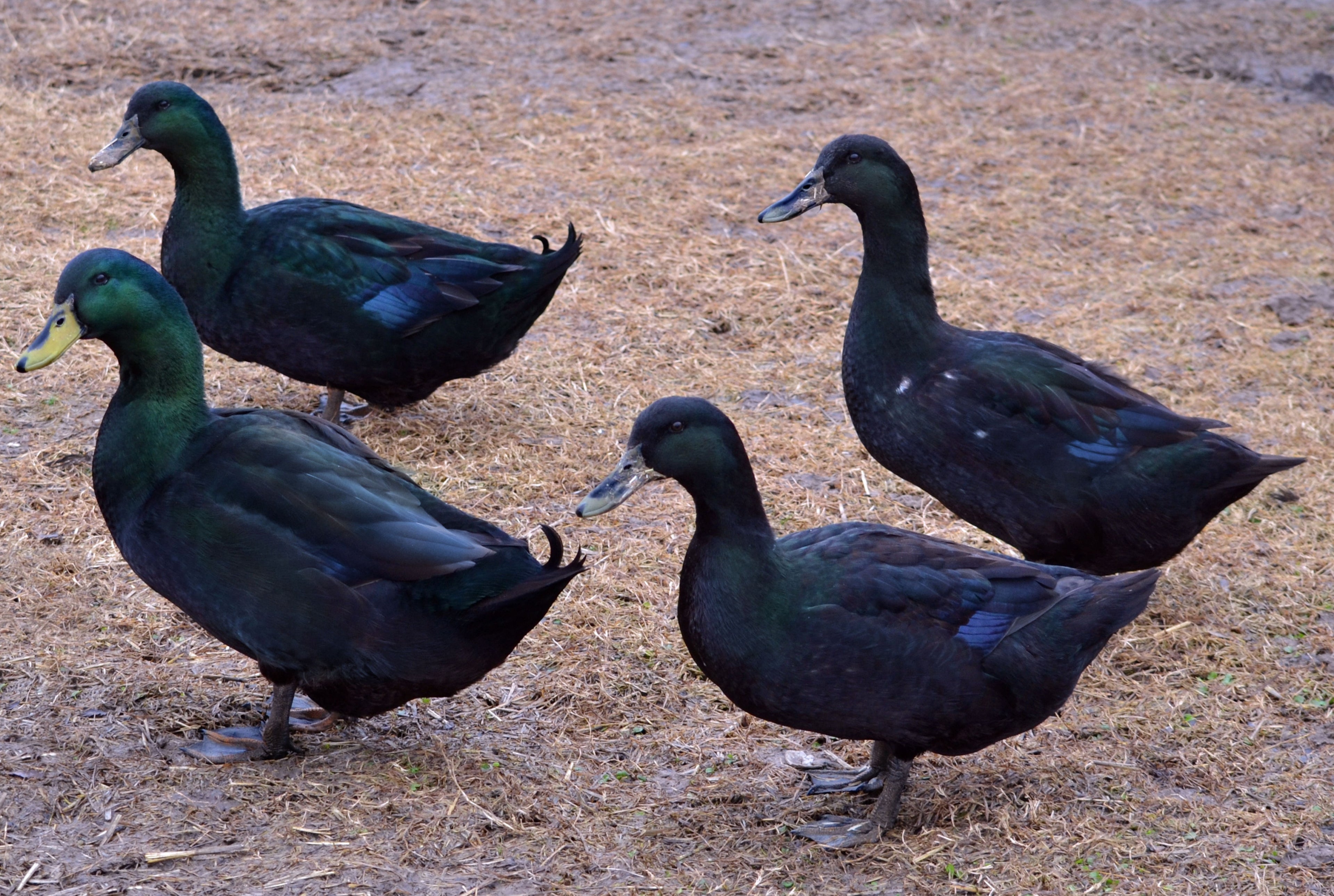CAYUGA DUCK
