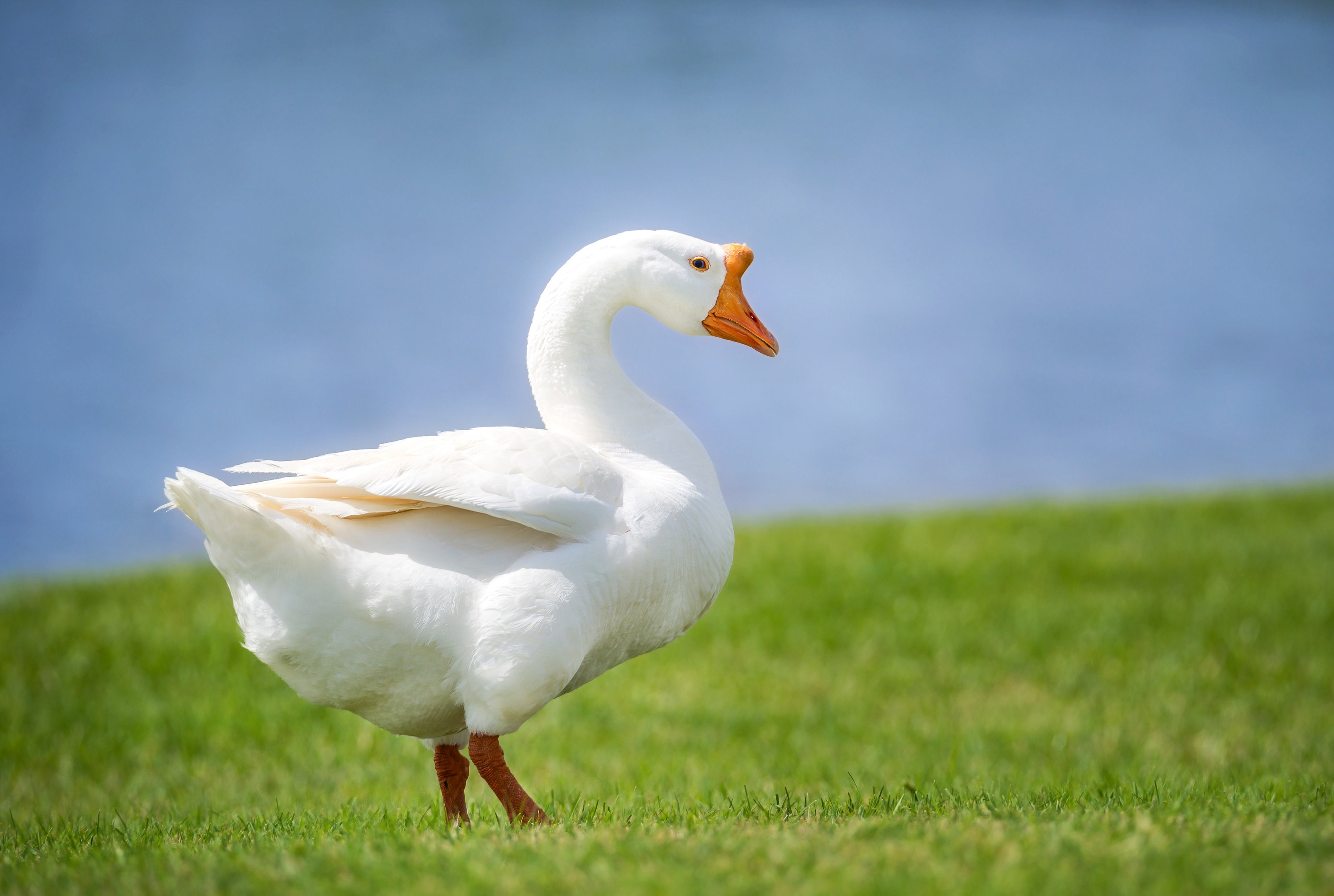 WHITE CHINESE GOSLING
